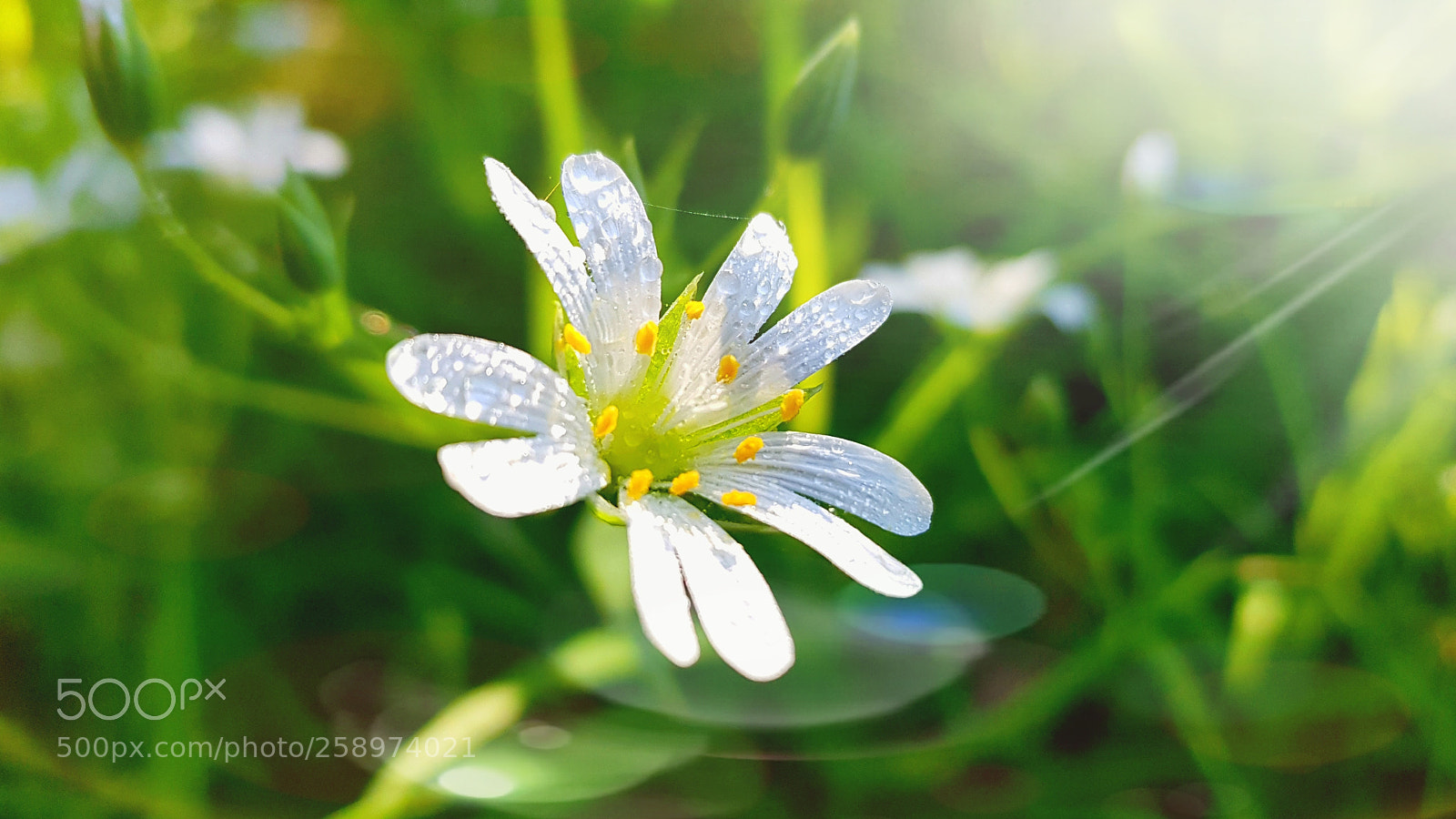 Samsung Galaxy S8+ sample photo. Flower photography