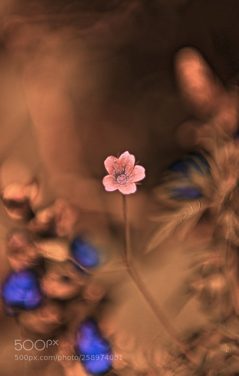 Nikon D610 sample photo. Little flower photography