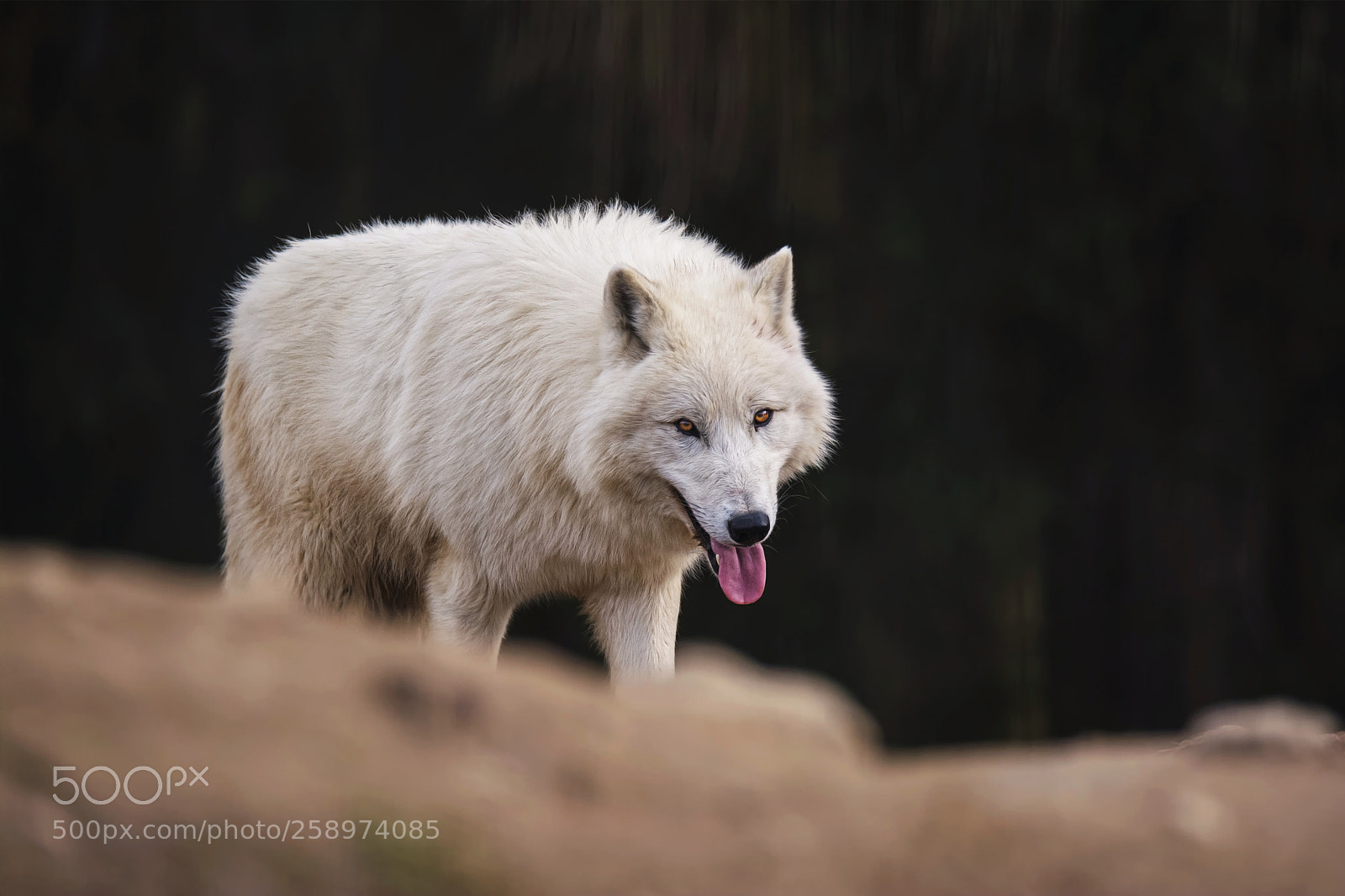 Nikon D7100 sample photo. Arctic wolf photography