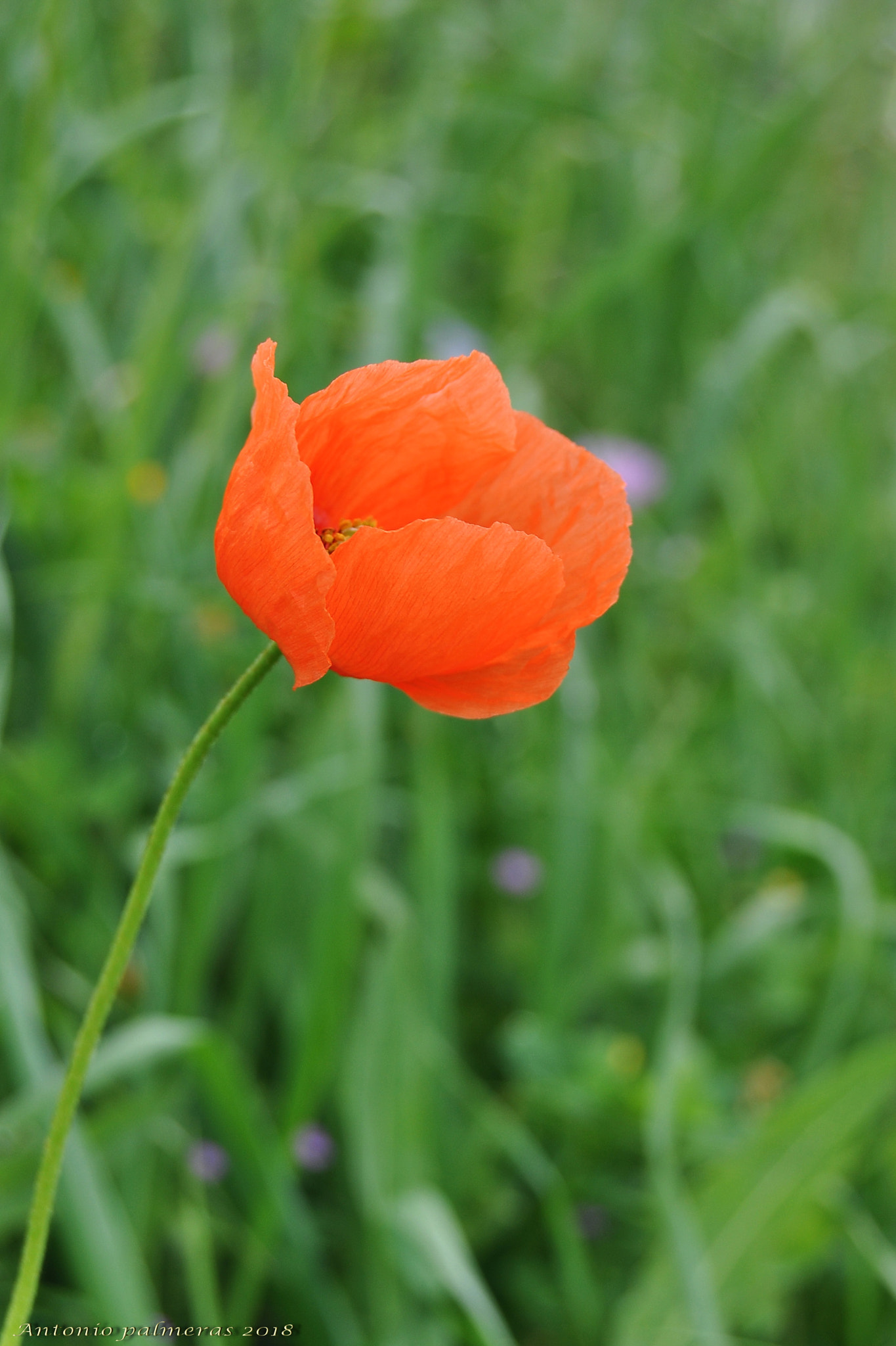 Nikon D90 sample photo. Amapola de grazalema. photography