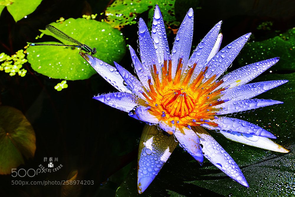 Nikon D810 sample photo. 花語錄 photography