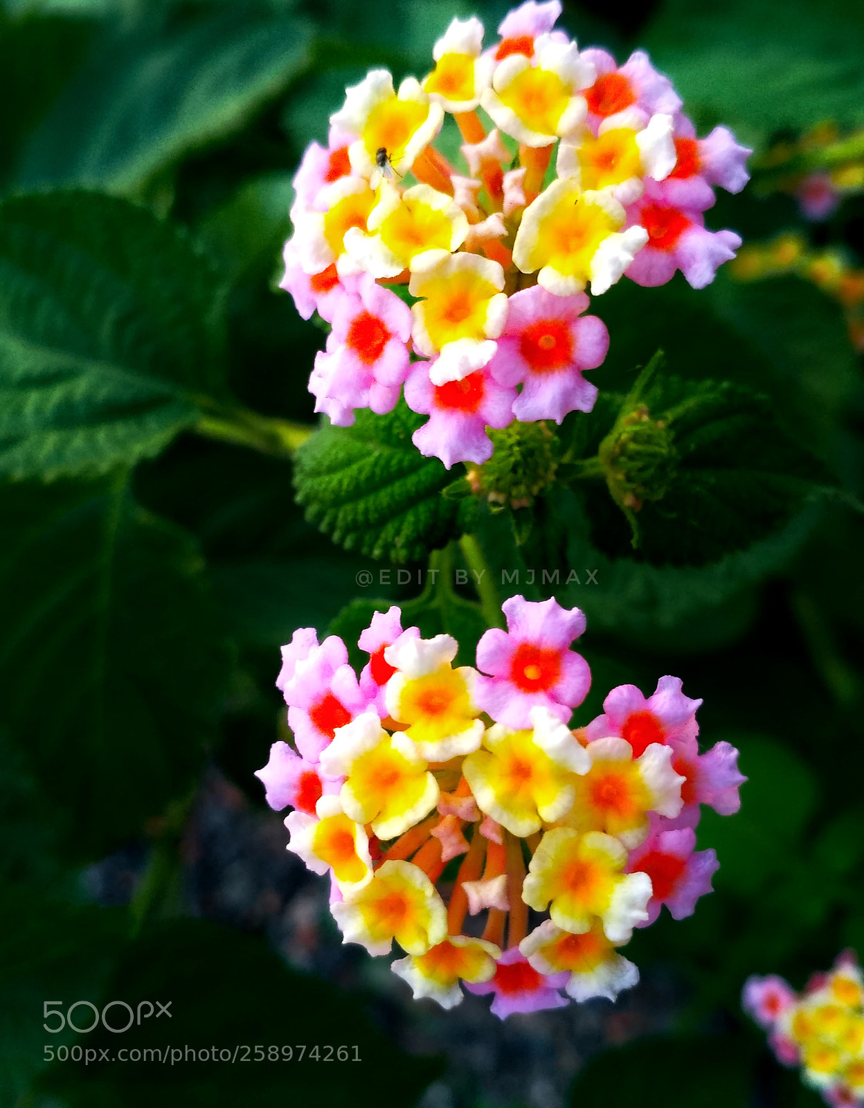 Xiaomi Redmi 3S sample photo. Colourful flower photography