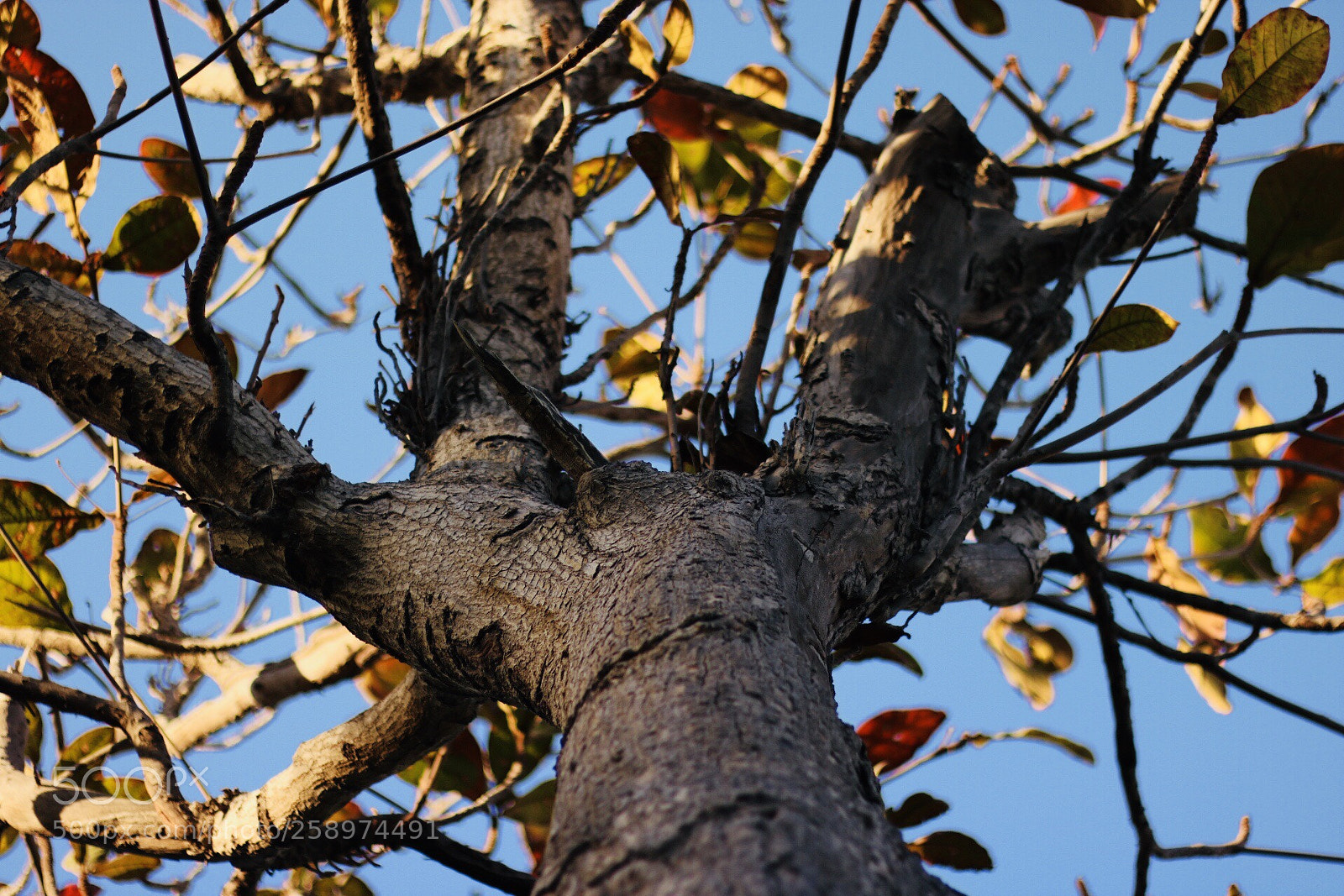 Canon EOS 750D (EOS Rebel T6i / EOS Kiss X8i) sample photo. The beauty photography