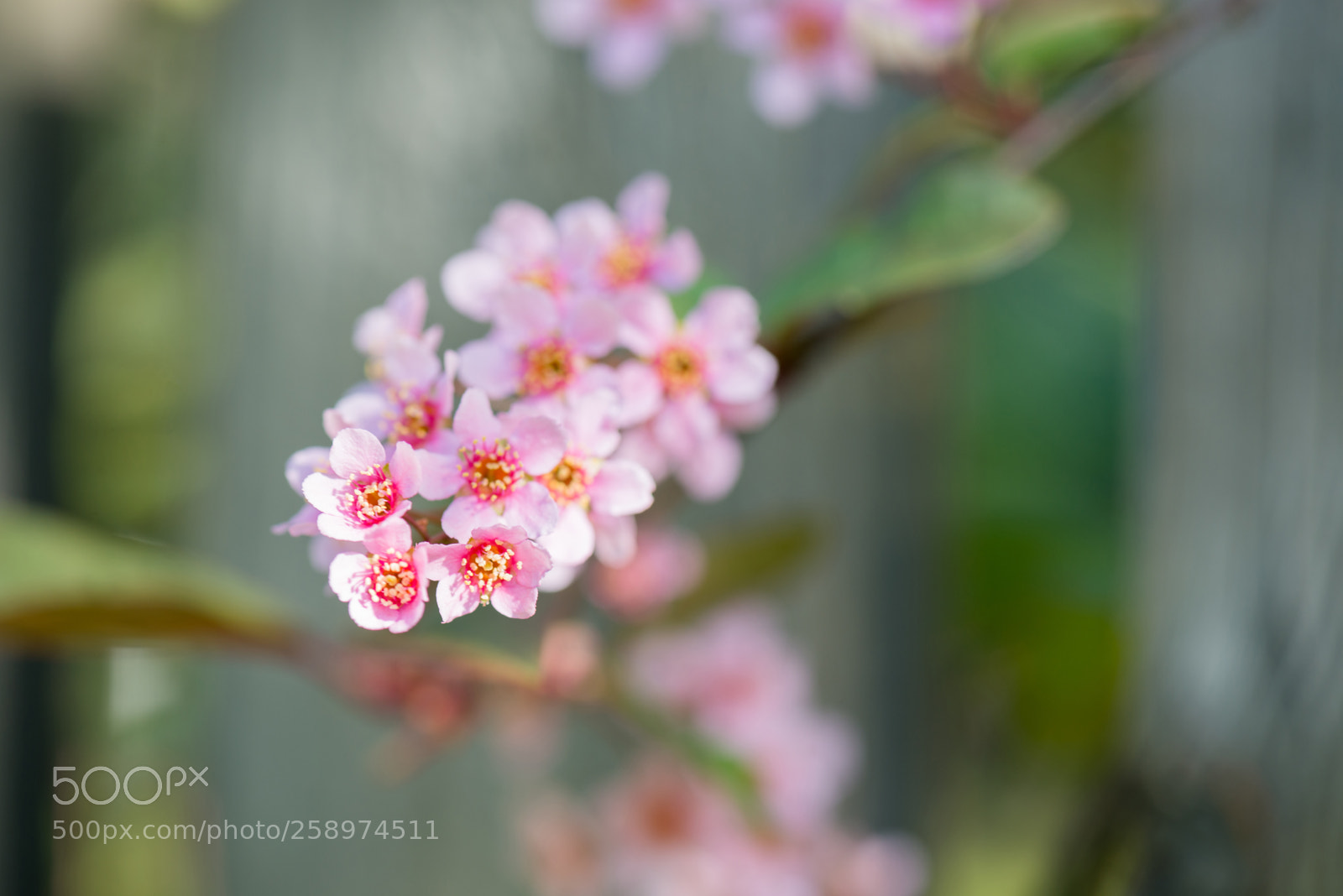 Nikon D610 sample photo. Pink flowers on the photography