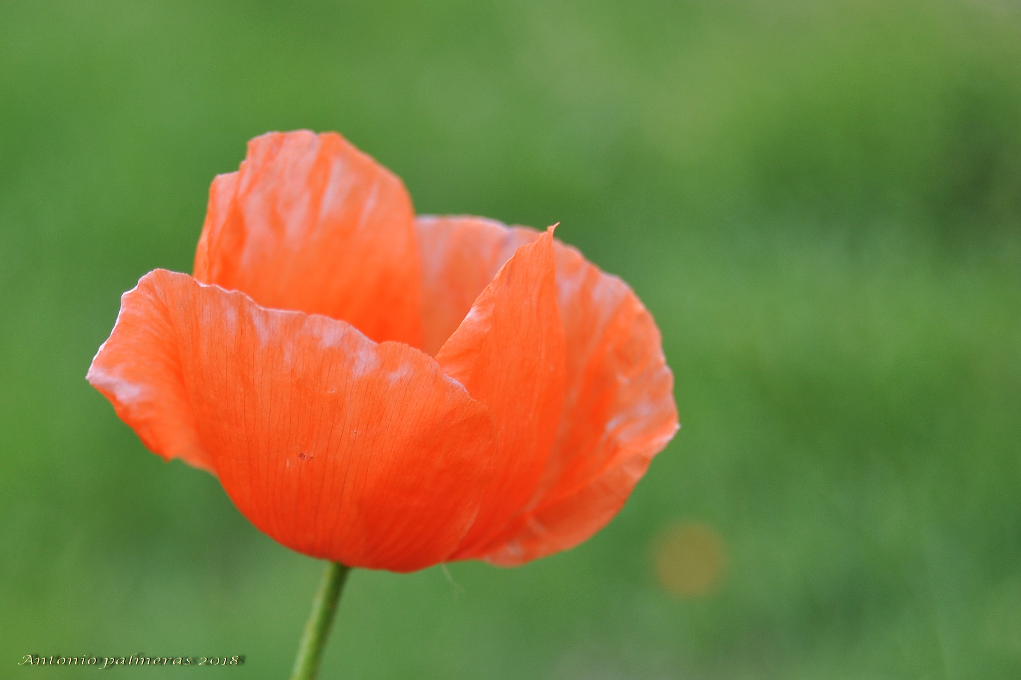 Nikon D90 sample photo. Amapola de grazalema. photography