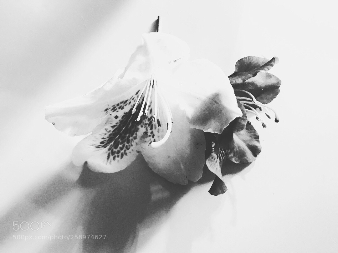 Apple iPhone 7 Plus sample photo. Black and white flowers photography