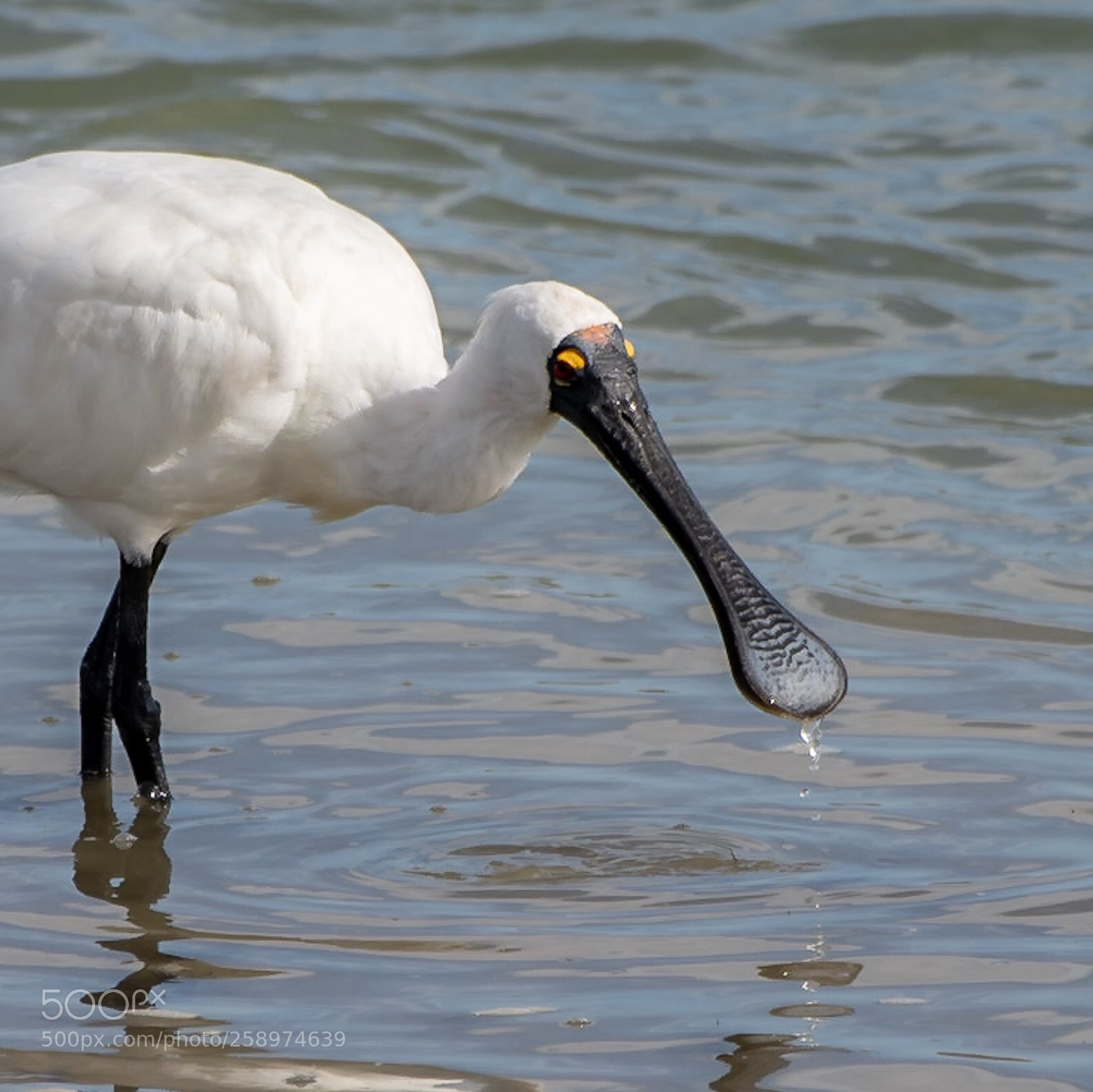Nikon D500 sample photo. Royal spoonbill kotuku ngutupapa photography