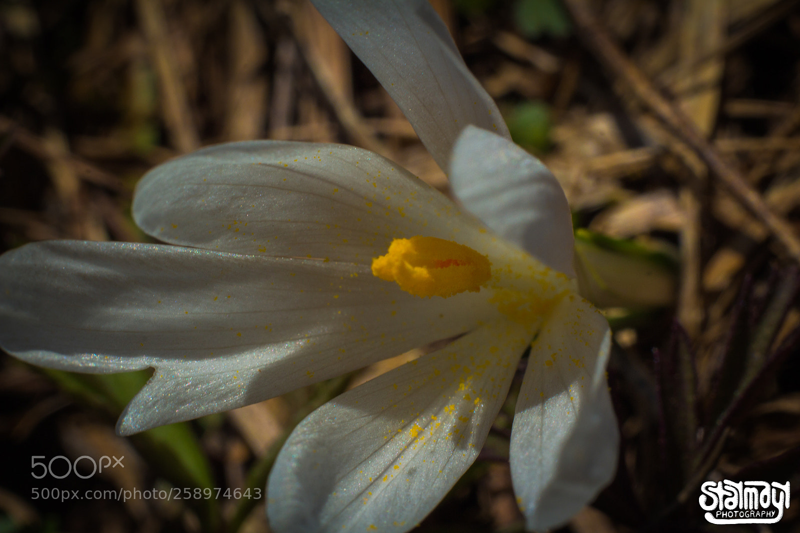 Canon EOS 650D (EOS Rebel T4i / EOS Kiss X6i) sample photo. Flower photography