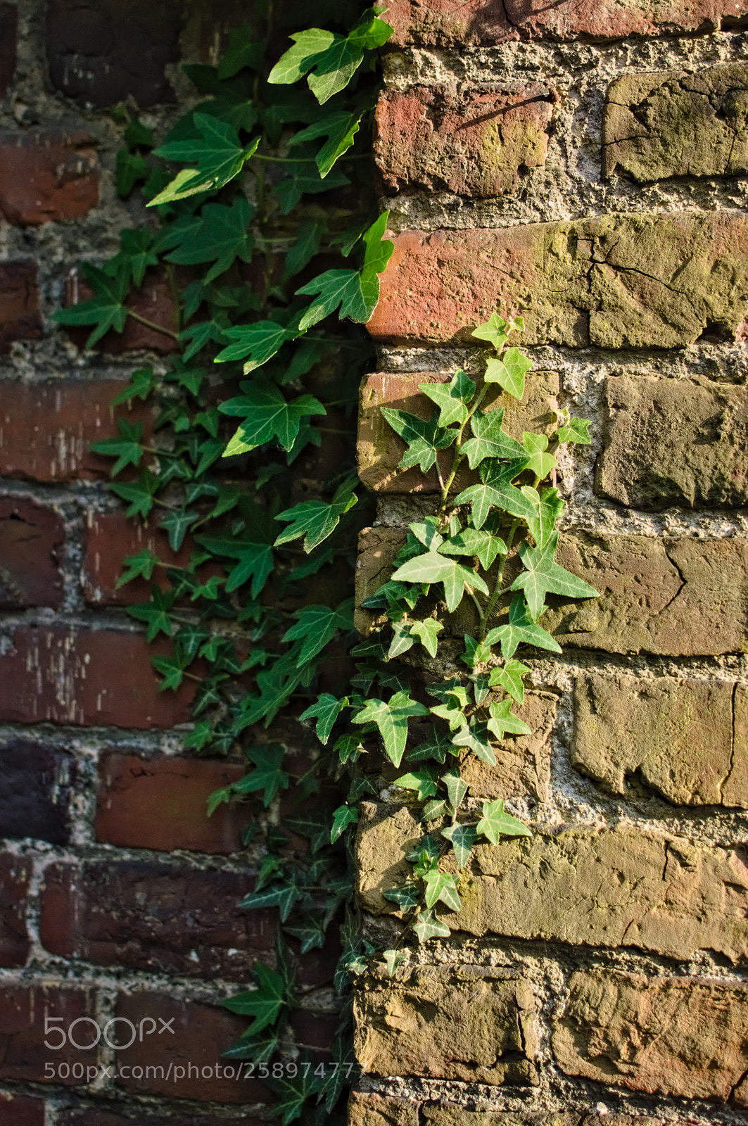 Nikon D3200 + Nikon AF-S DX Nikkor 35mm F1.8G sample photo. Plant on the wall photography