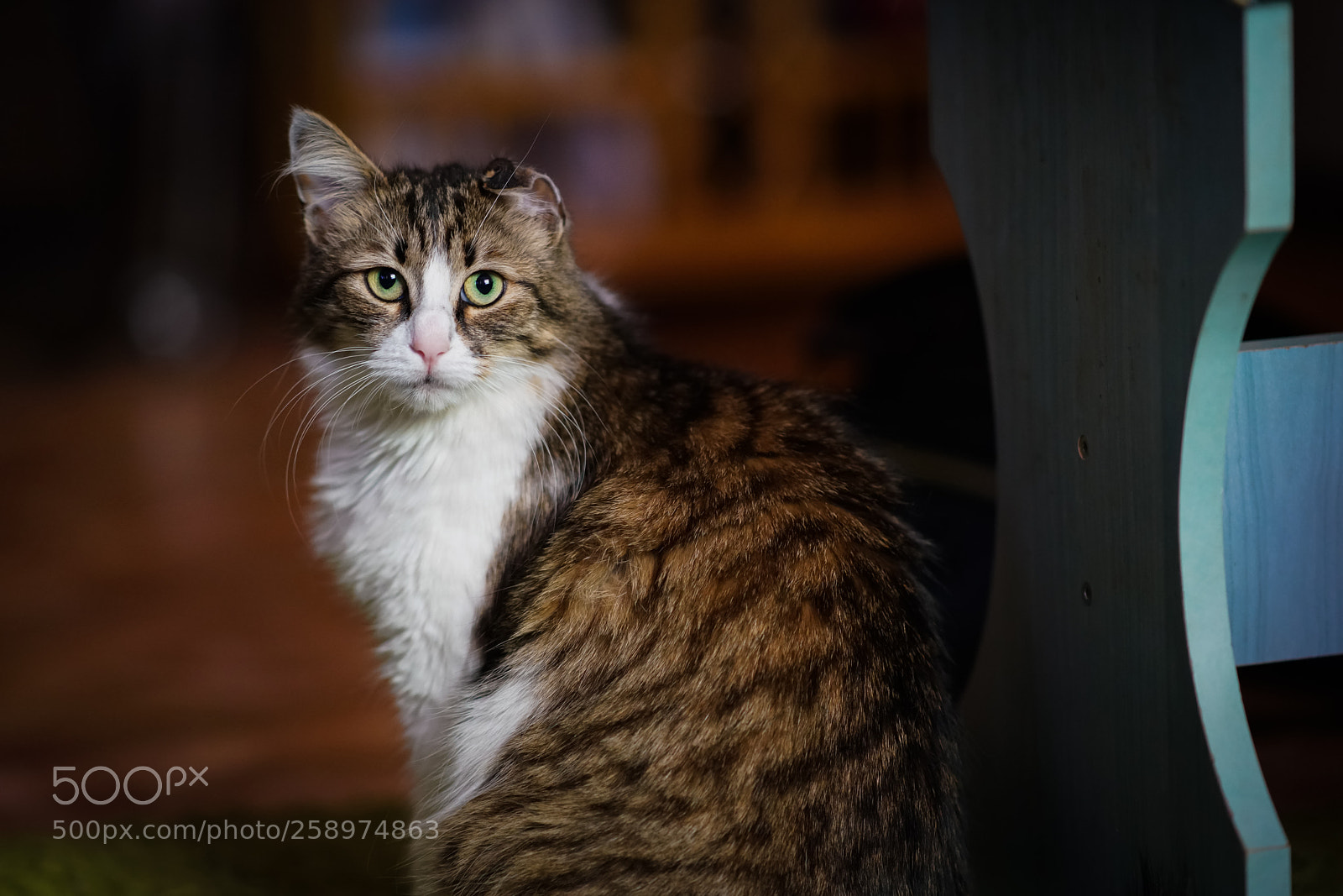 Sony a99 II sample photo. Dsc photography