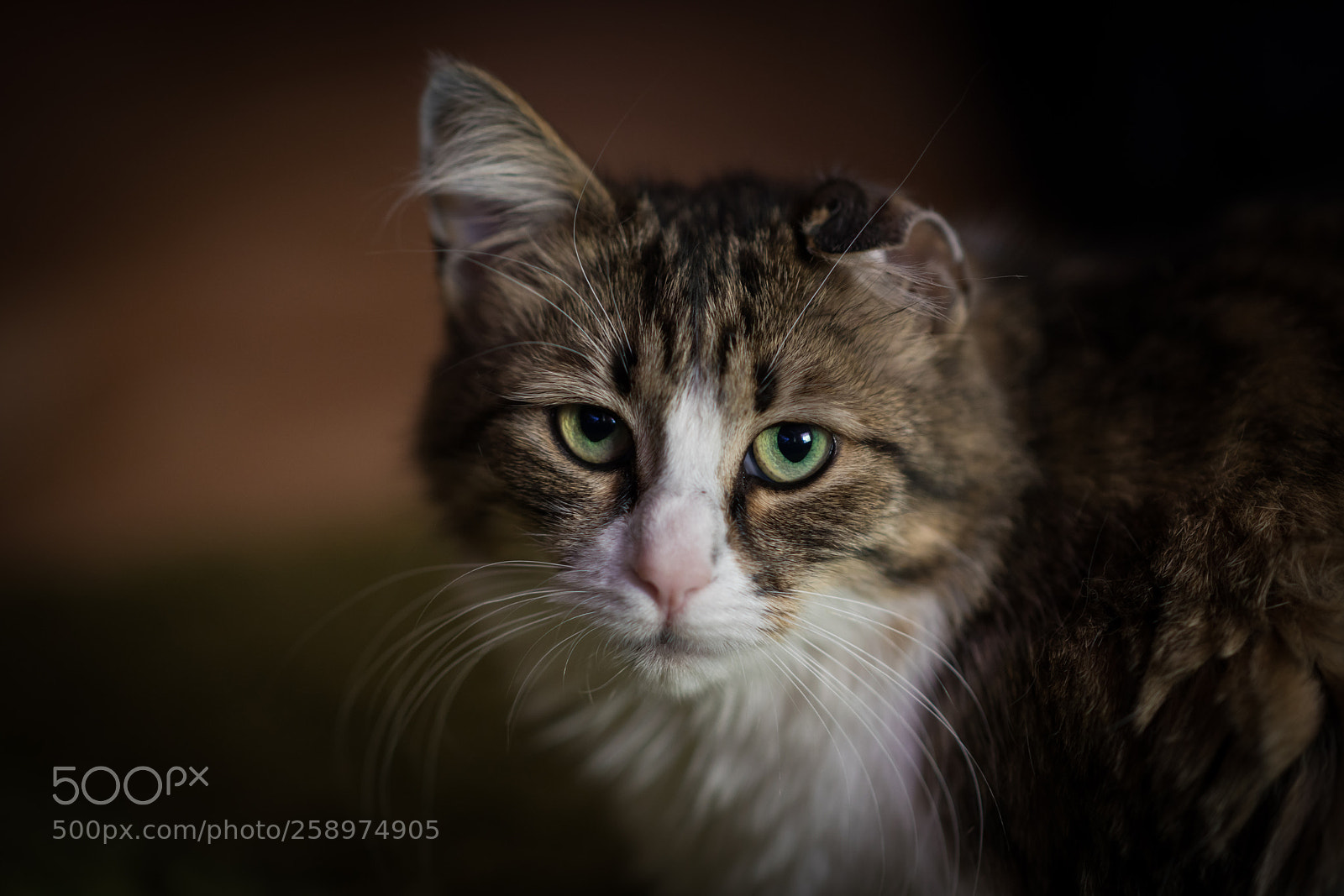 Sony a99 II sample photo. Dsc photography