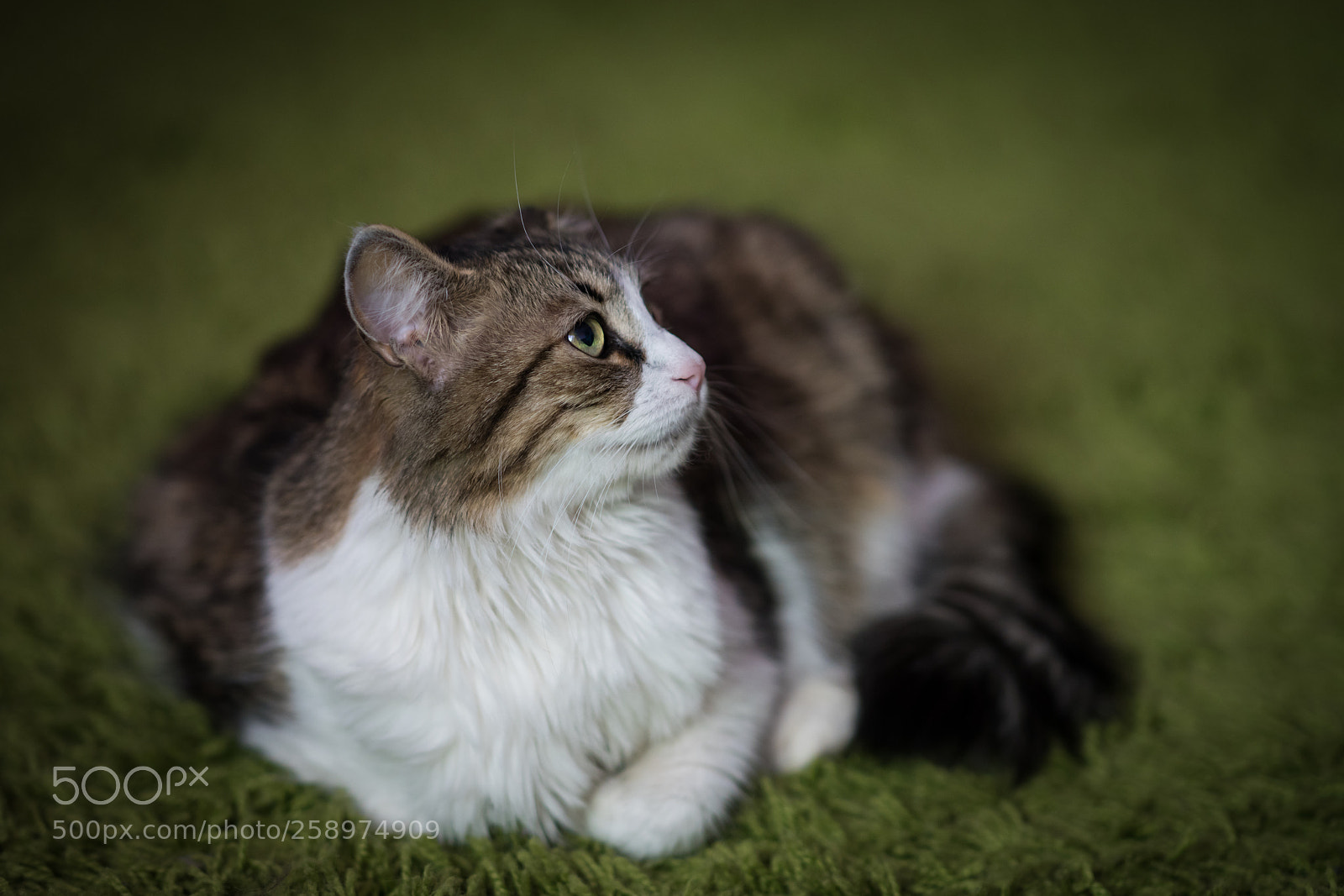 Sony a99 II sample photo. Dsc photography
