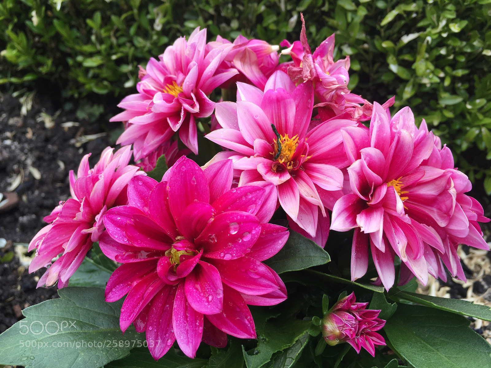 Apple iPhone 6s sample photo. Repetici n de elementos photography