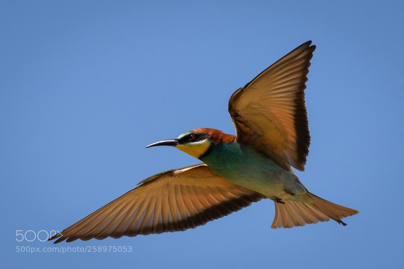 Nikon D7200 sample photo. European bee-eater in flight photography