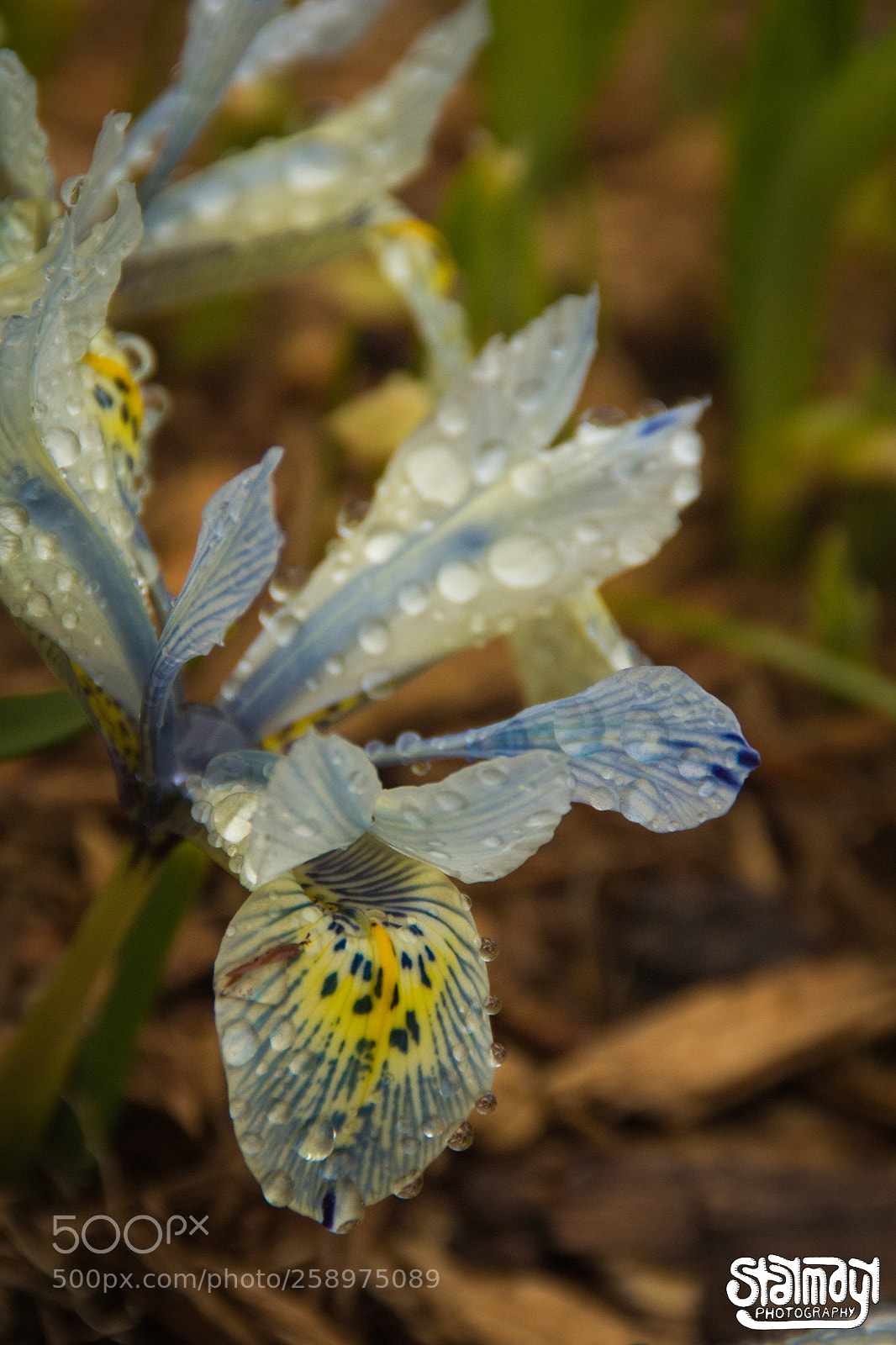 Canon EOS 650D (EOS Rebel T4i / EOS Kiss X6i) sample photo. Flower photography