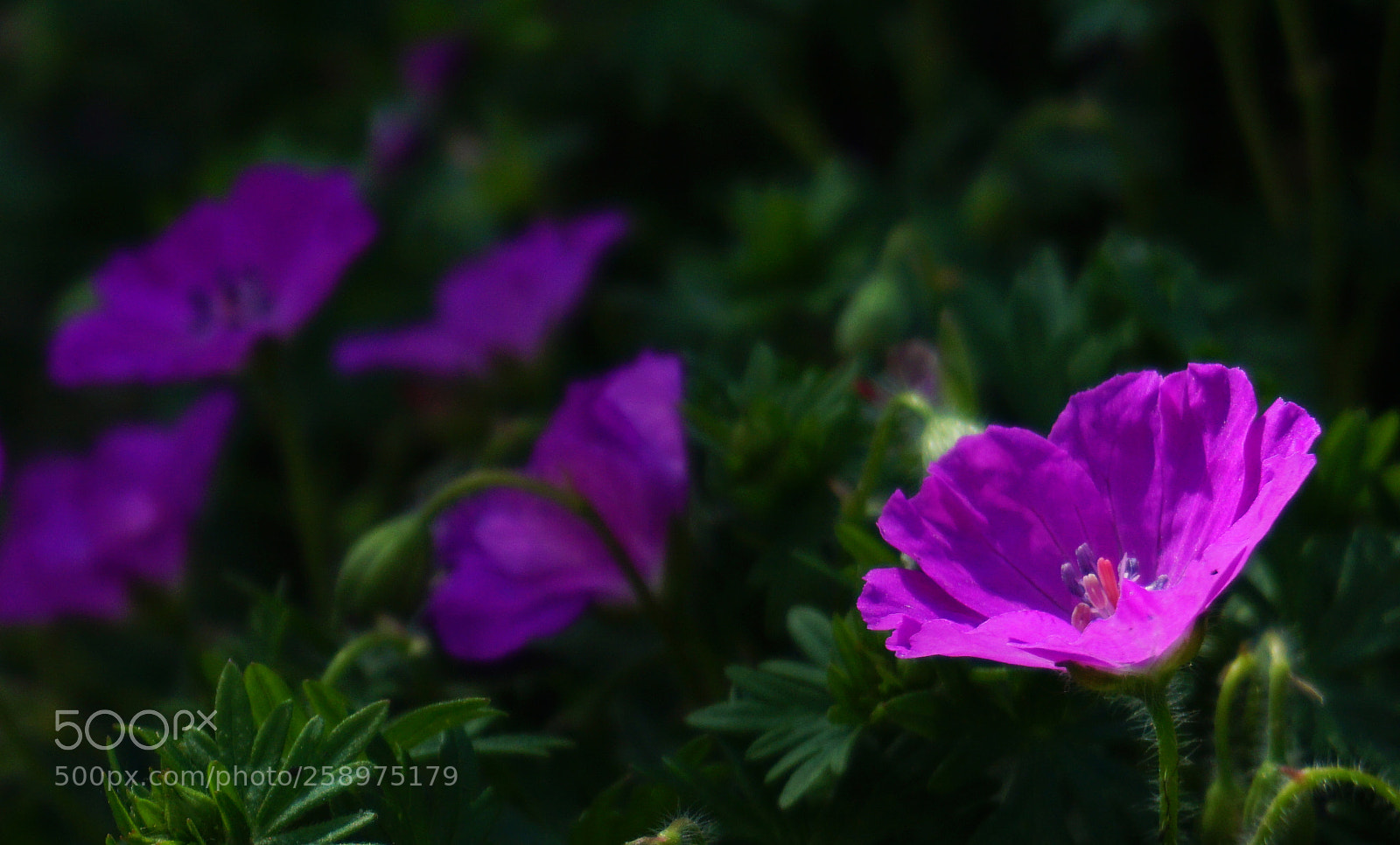 Sony a6000 sample photo. Petunie photography