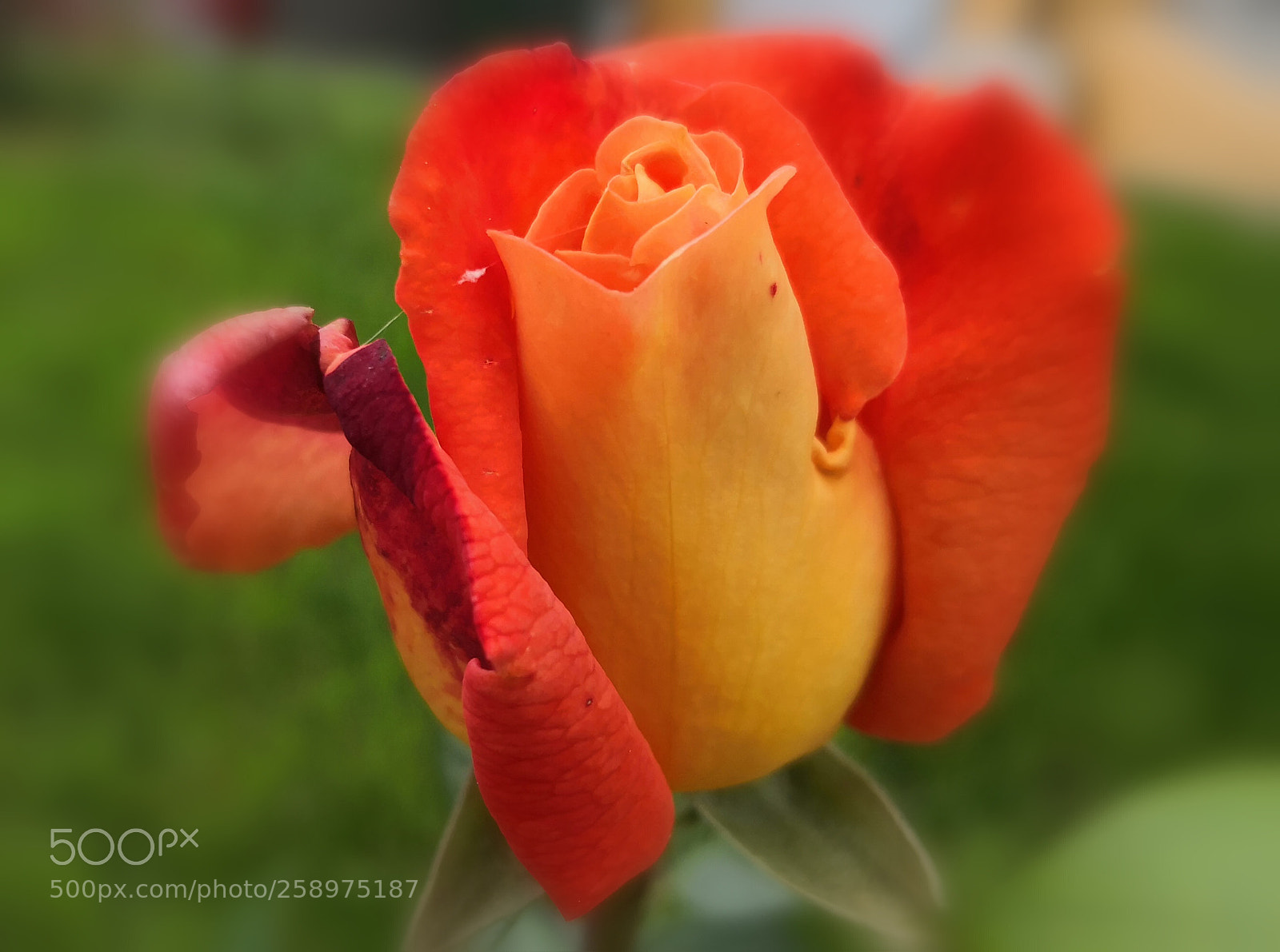 HUAWEI Mate 10 Pro sample photo. Rose orange photography