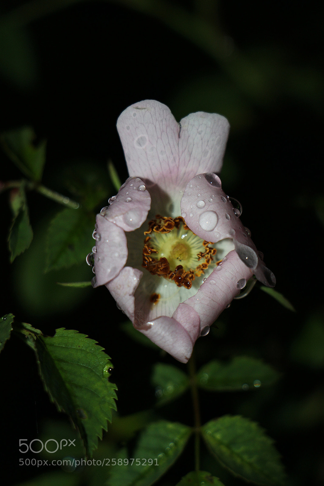 Canon EOS 100D (EOS Rebel SL1 / EOS Kiss X7) sample photo. Gocce notturne photography