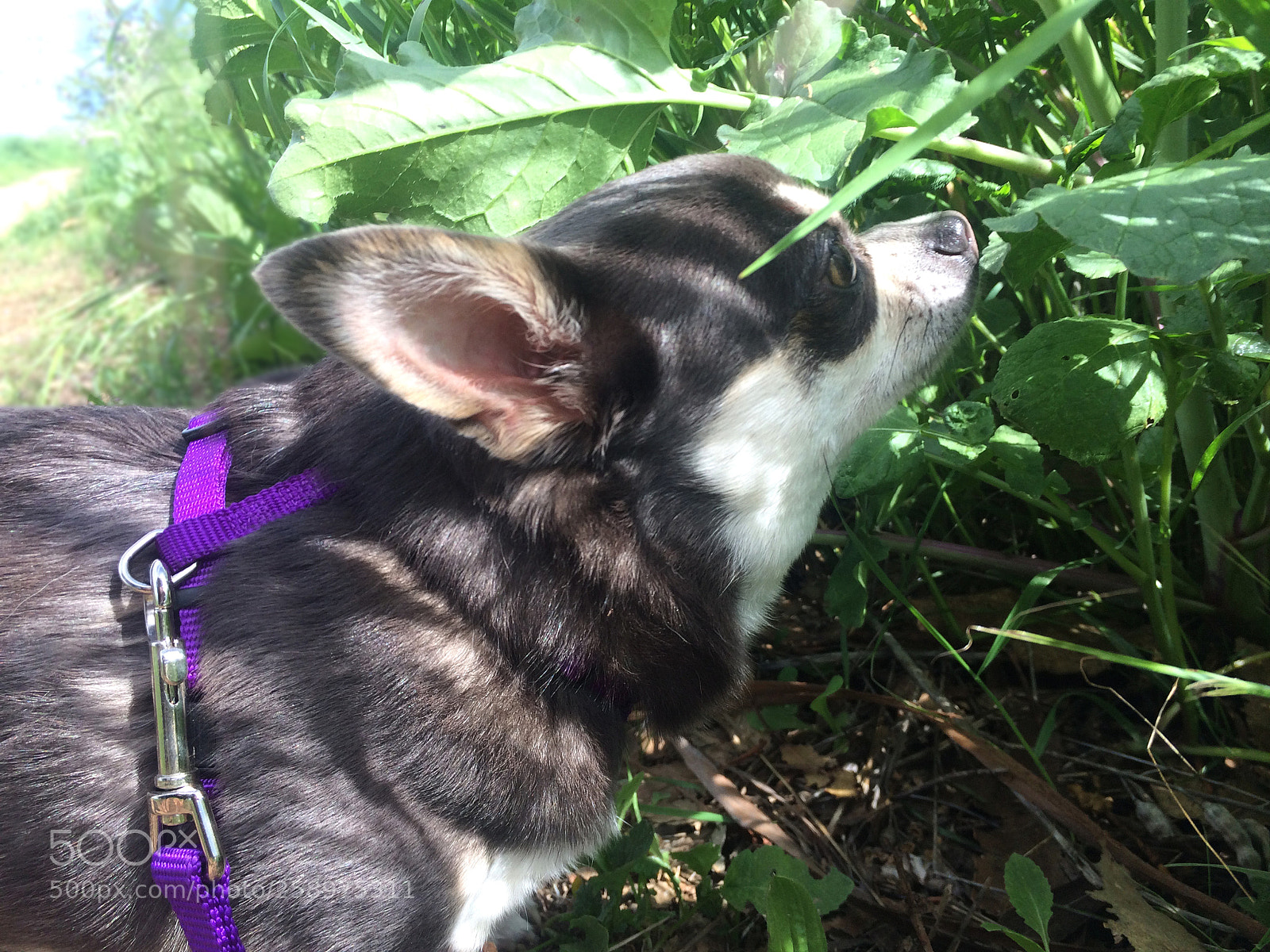 Apple iPhone 5s sample photo. Fairydog photography