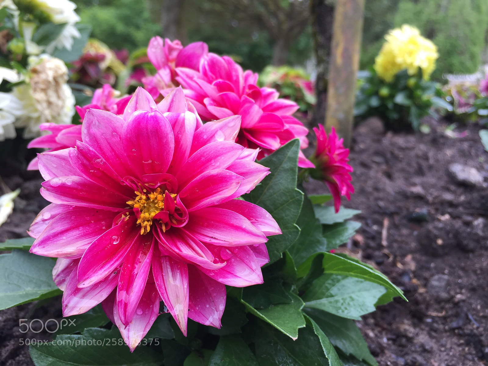 Apple iPhone 6 Plus sample photo. Untitled photography