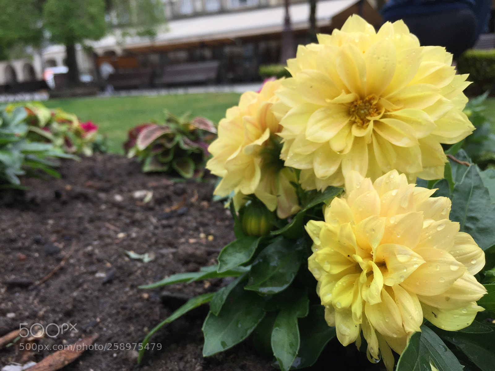 Apple iPhone 6 Plus sample photo. Untitled photography