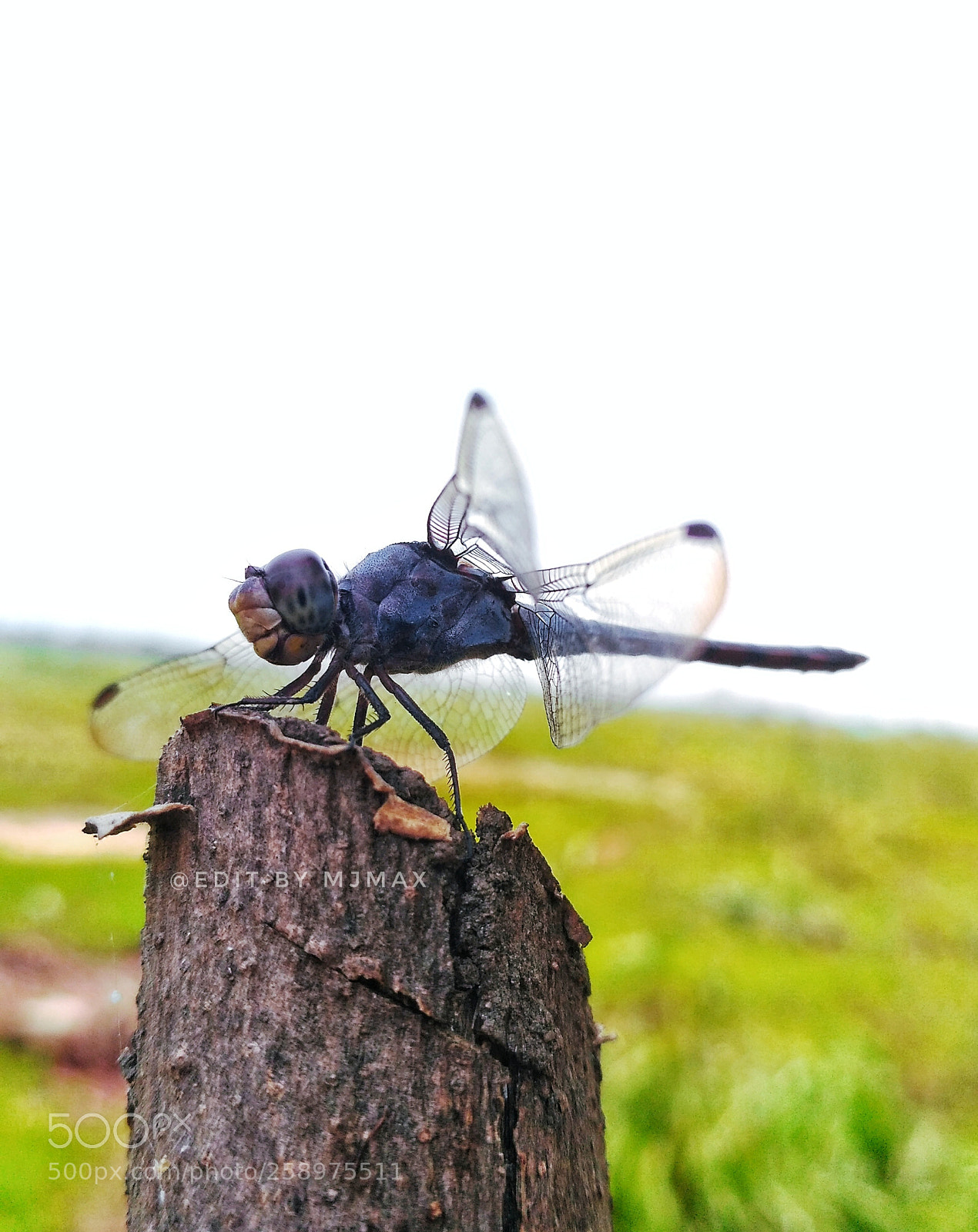Xiaomi Redmi 3S sample photo. Insect photography