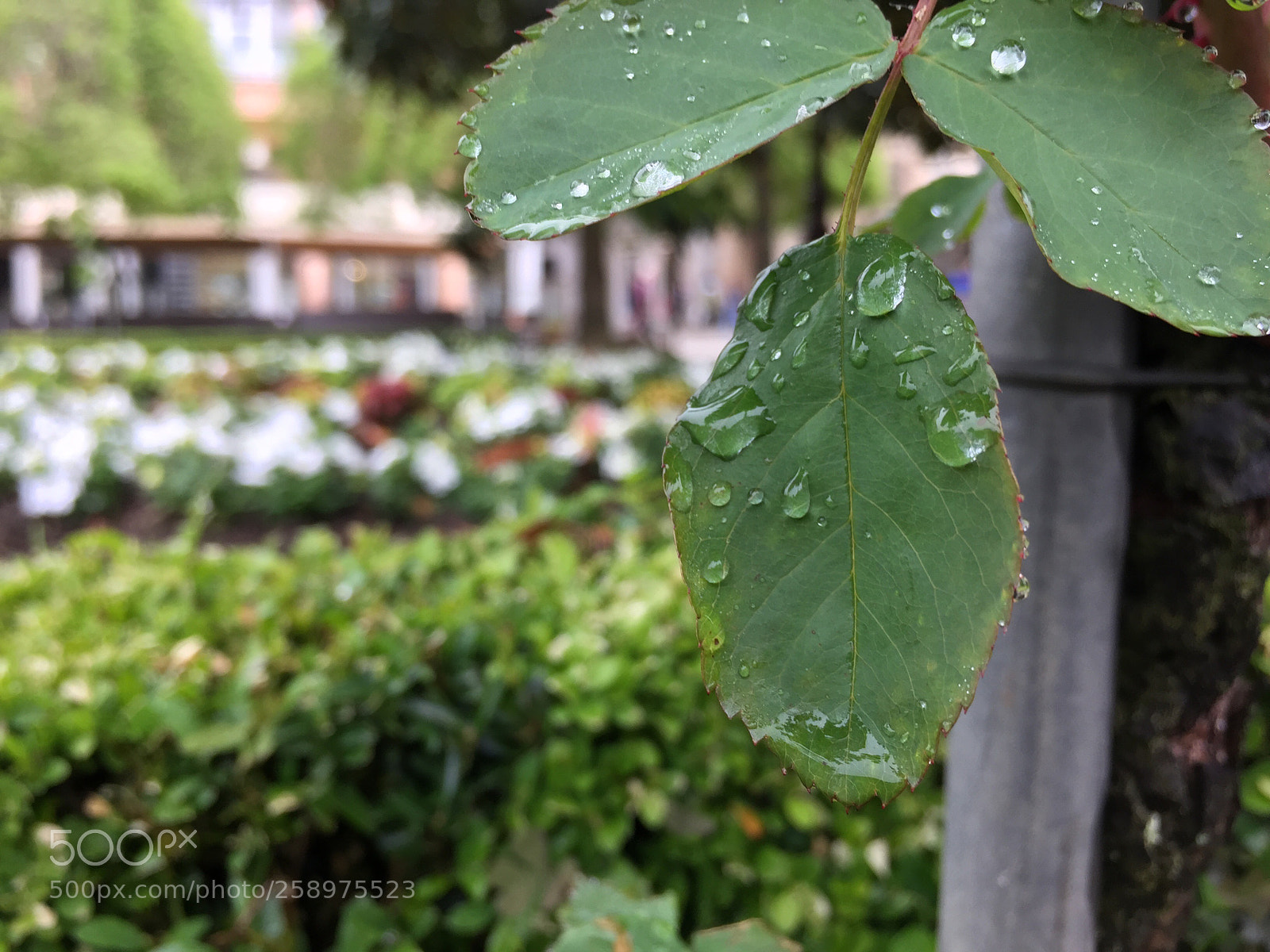 Apple iPhone 6 Plus sample photo. Untitled photography