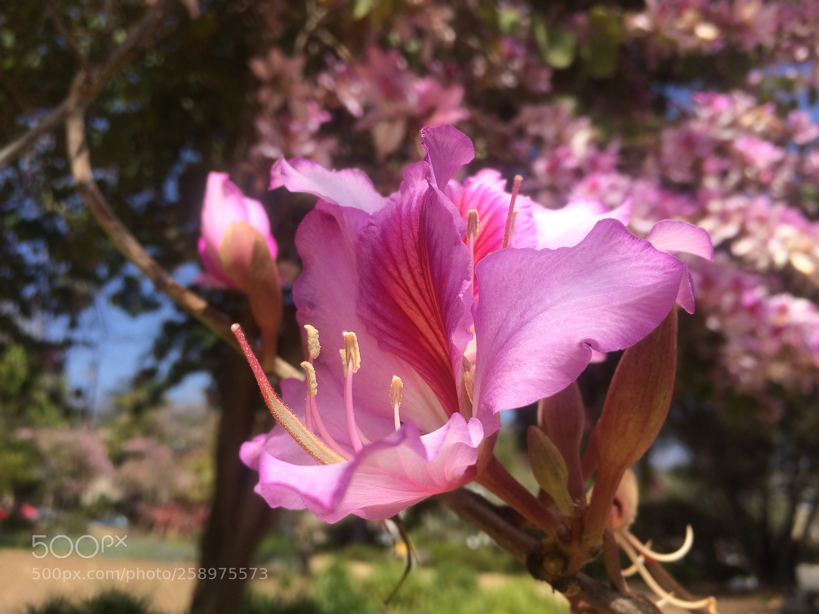 Apple iPhone 5s sample photo. Orchidtree photography