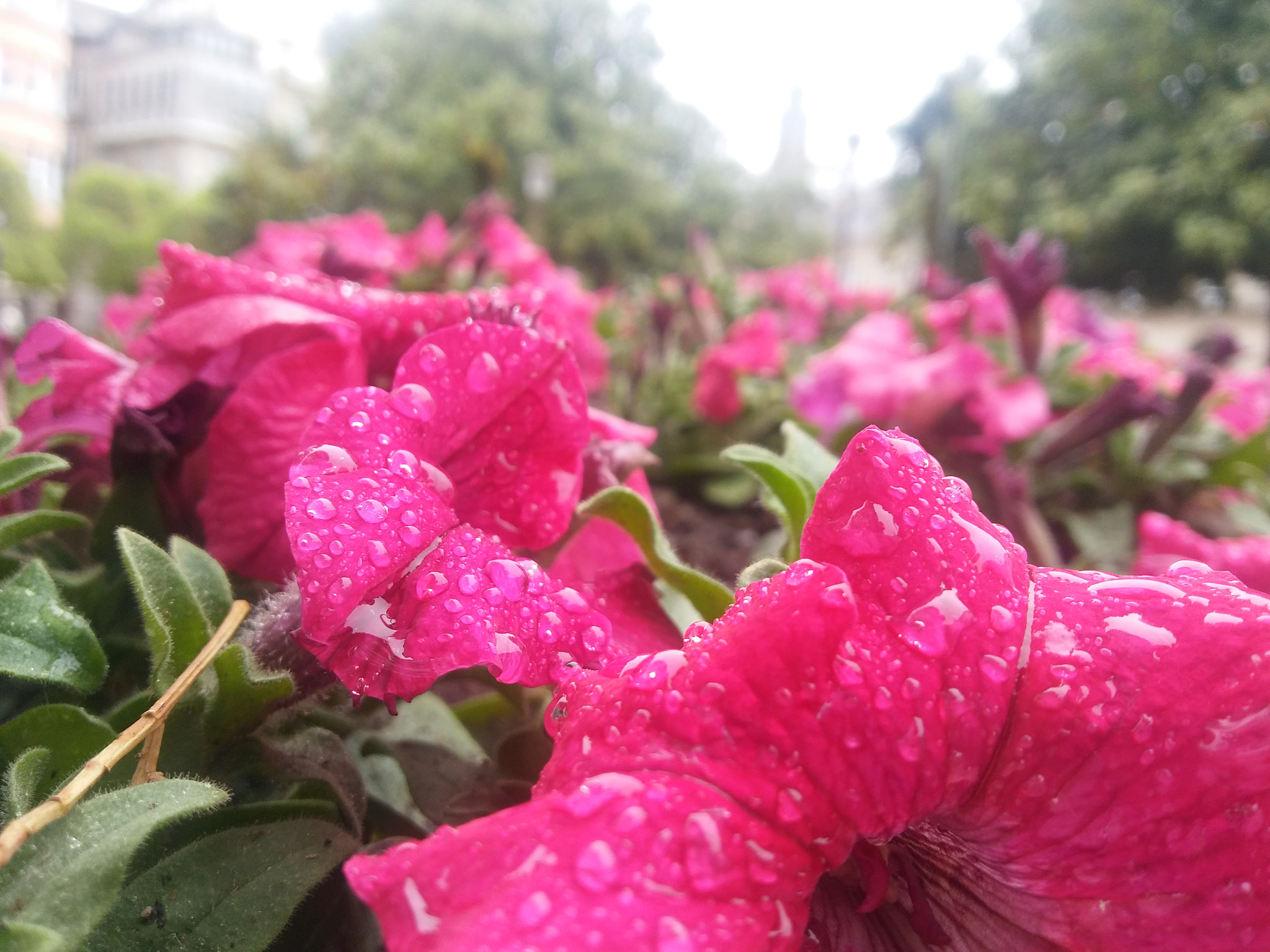 LG K10 sample photo. 🌸❤ photography