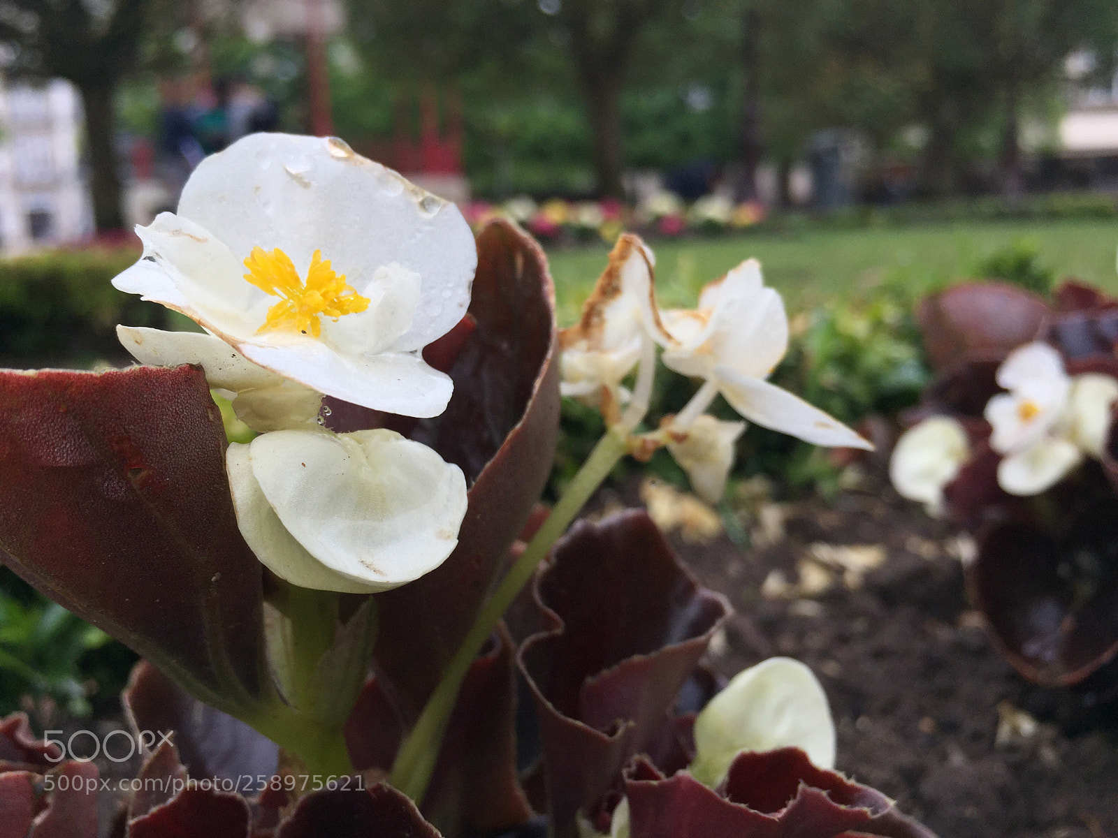 Apple iPhone 6 Plus sample photo. Untitled photography