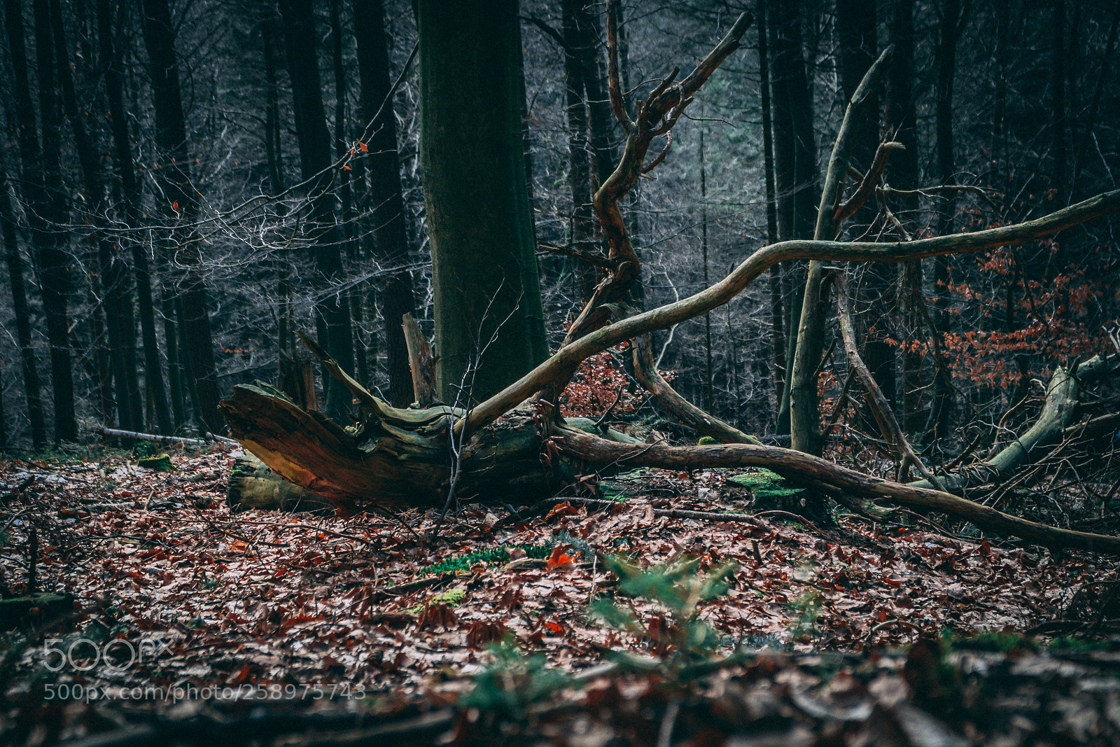 Sony a6000 sample photo. Fallen spirit photography