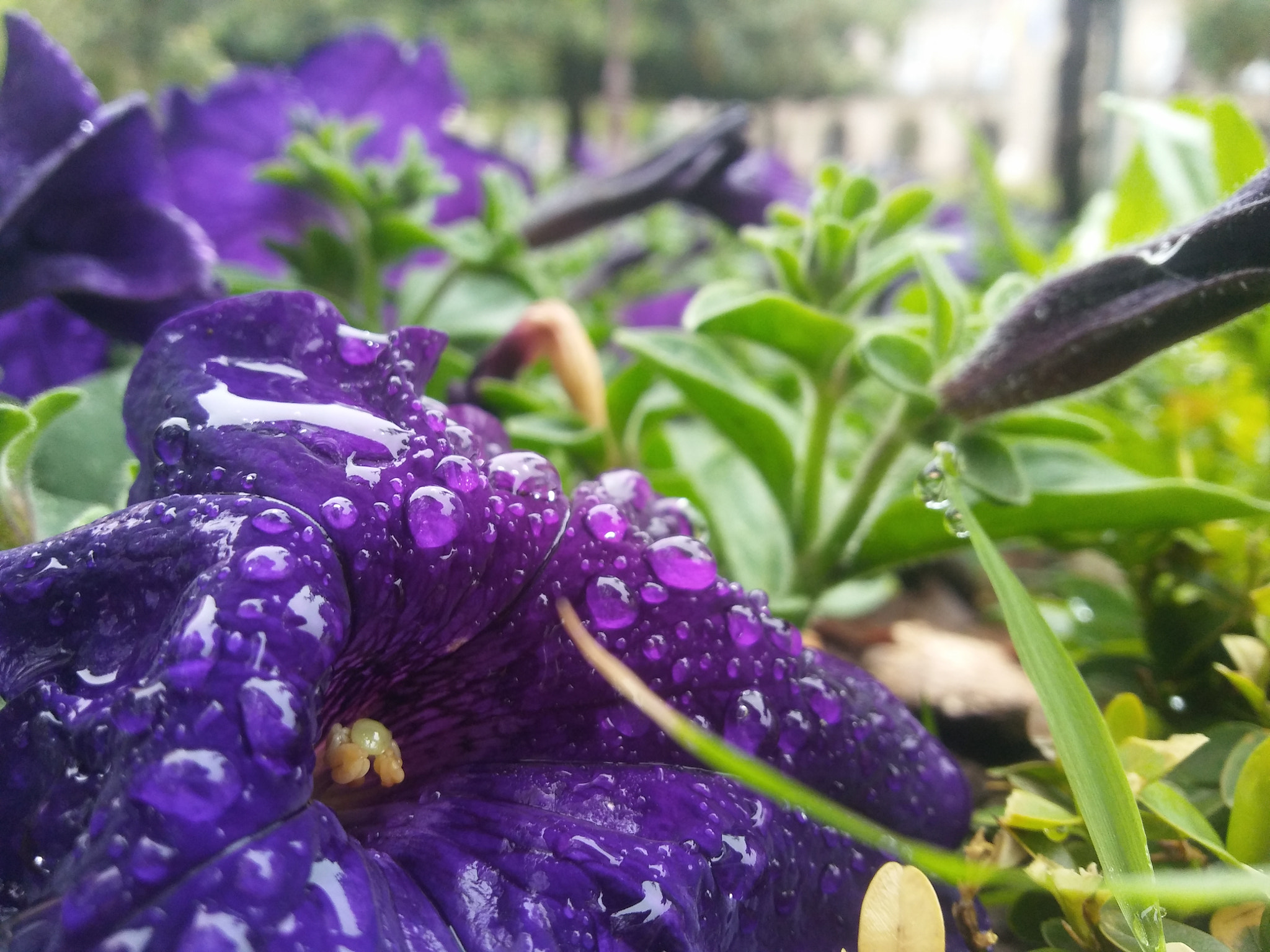 LG K10 sample photo. Natural photography