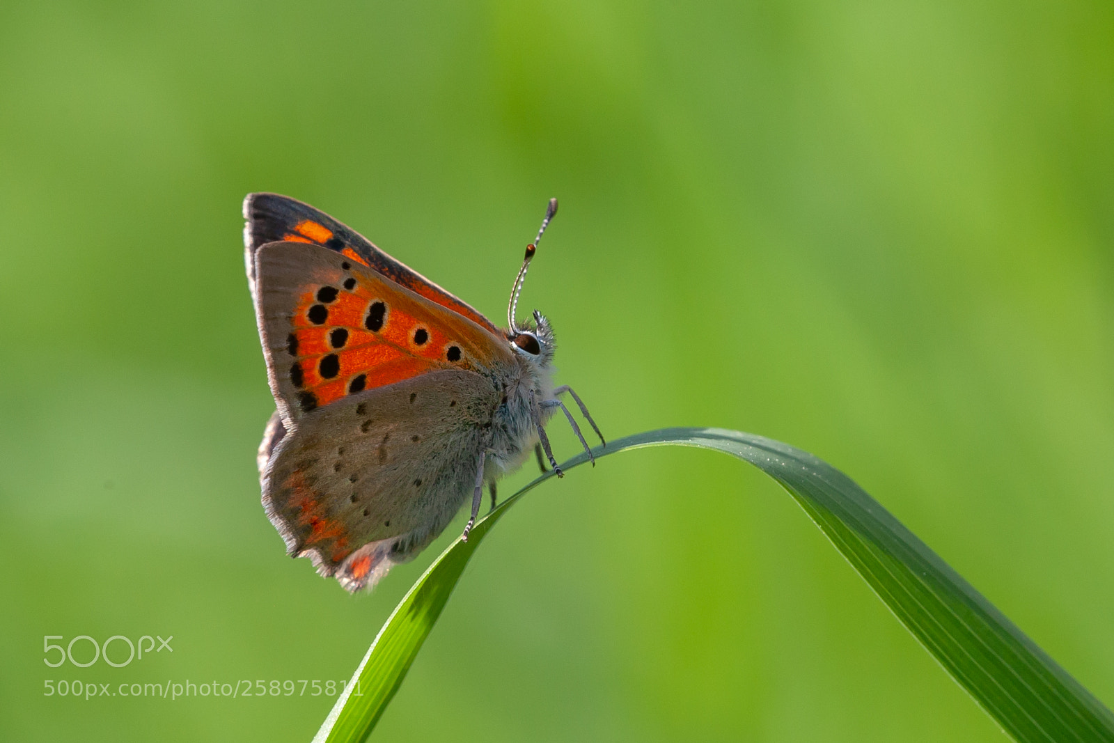 Canon EOS-1Ds Mark III sample photo. Red wings photography