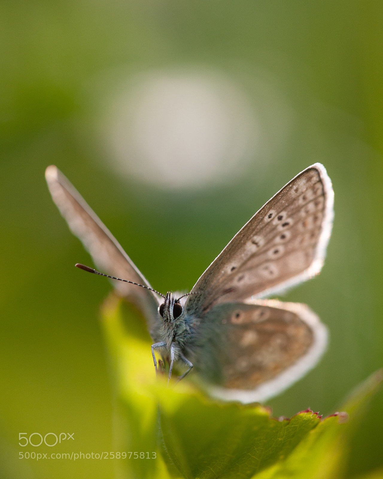 Canon EOS-1Ds Mark III sample photo. Light between wings photography