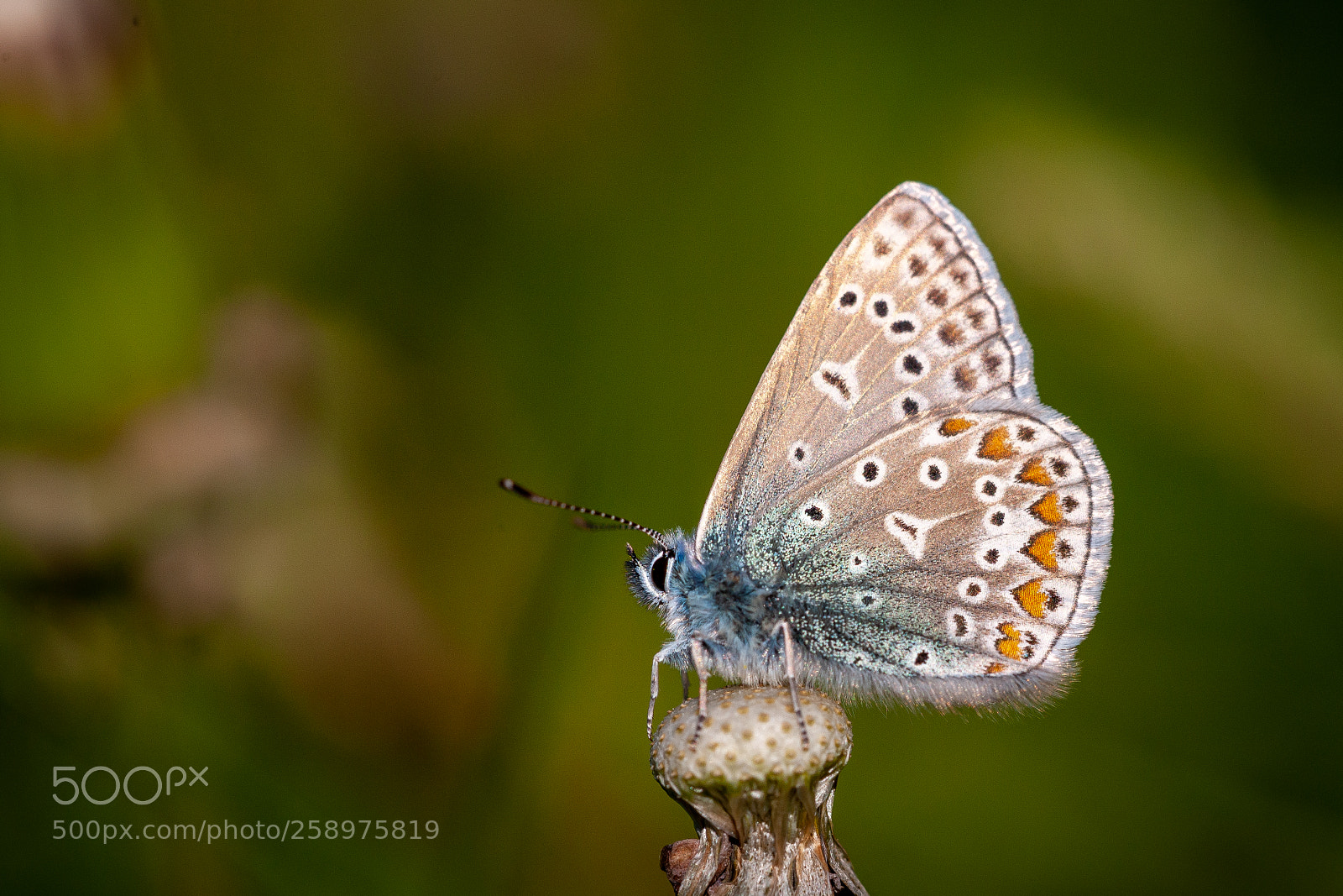 Canon EOS-1Ds Mark III sample photo. Polyommatus icarus photography