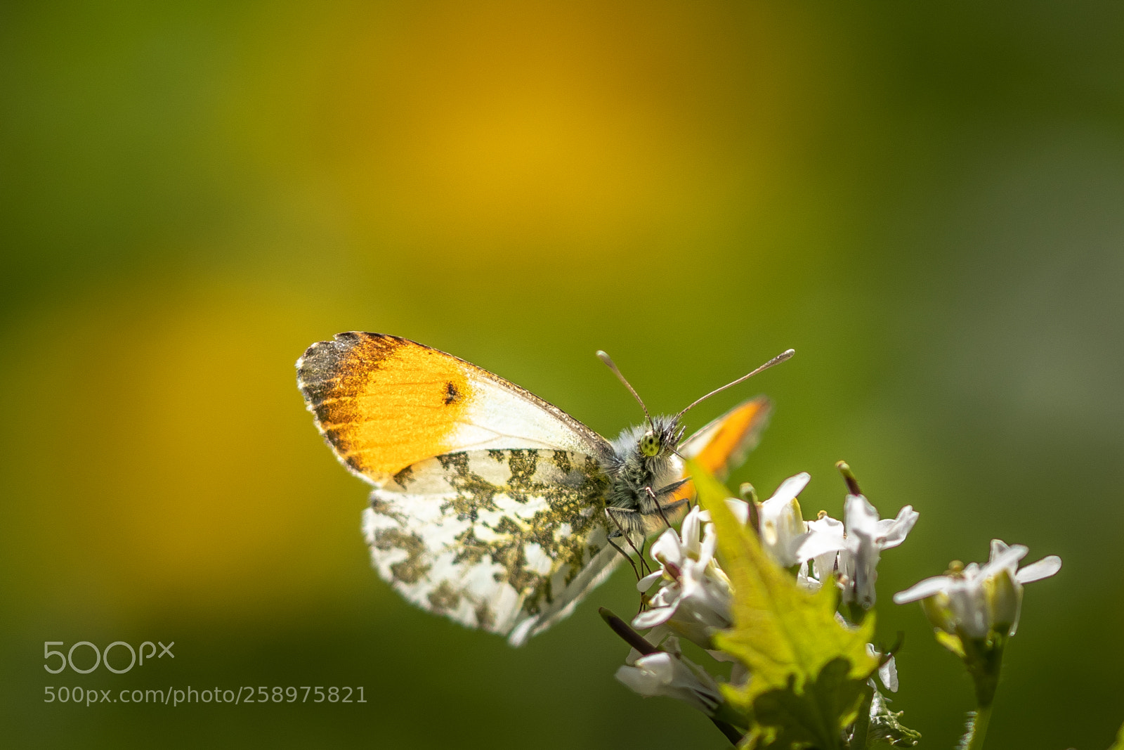 Canon EOS 80D sample photo. Anthocharis cardamines photography