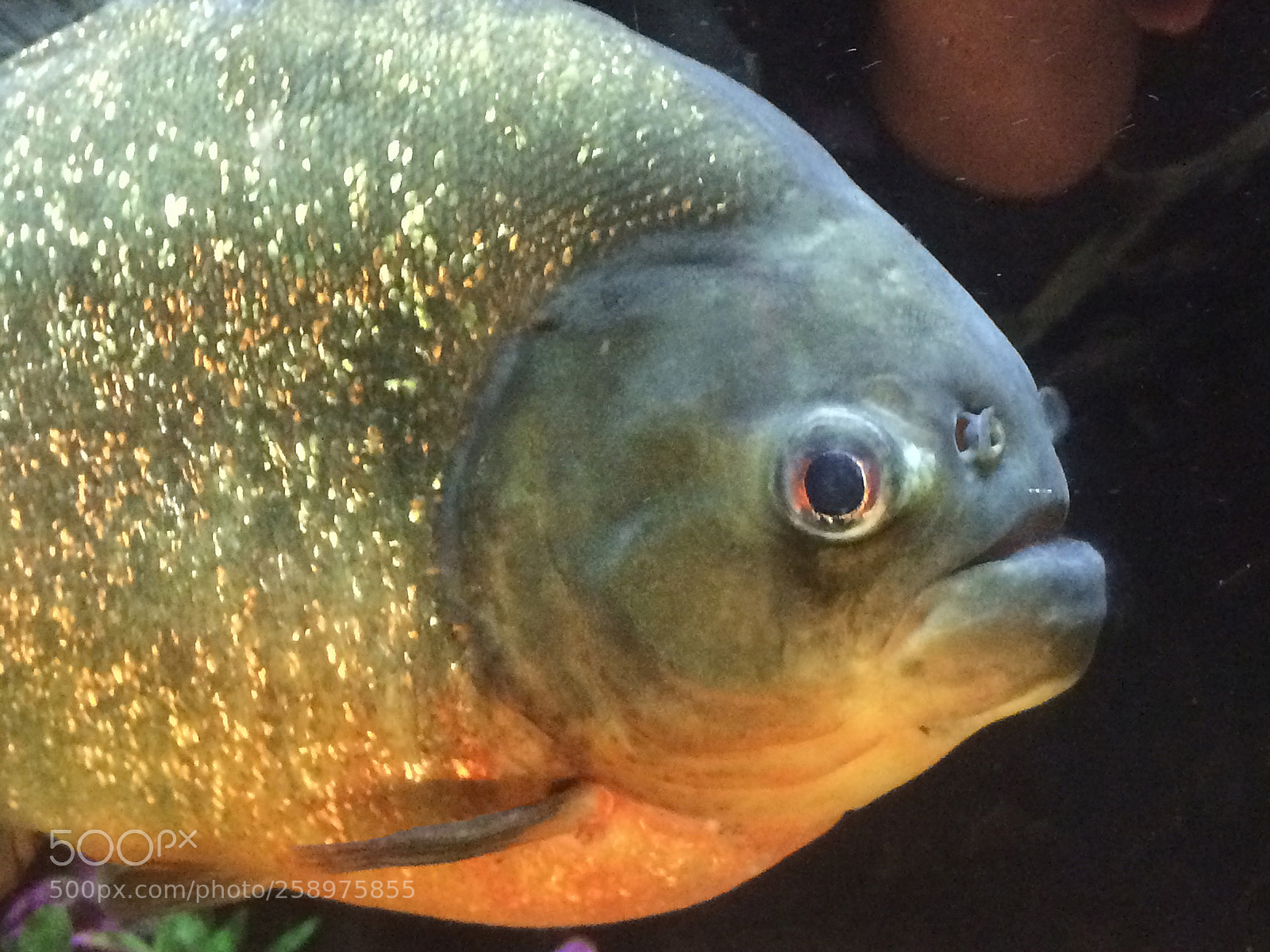 Apple iPhone 5s sample photo. Barracuda photography