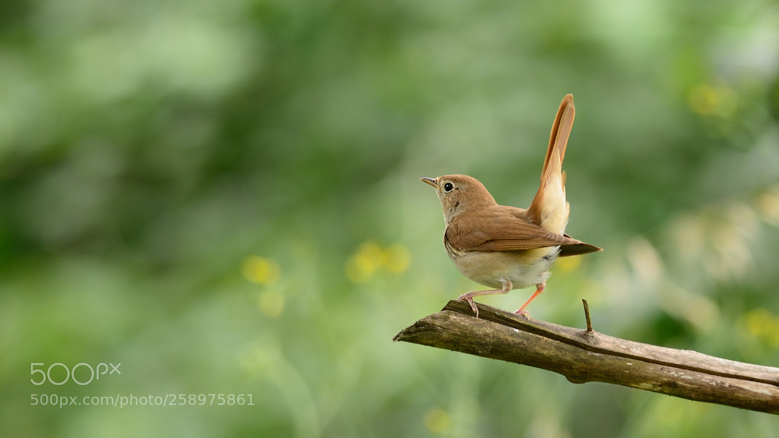 Nikon D7100 sample photo. Common nightingale  photography