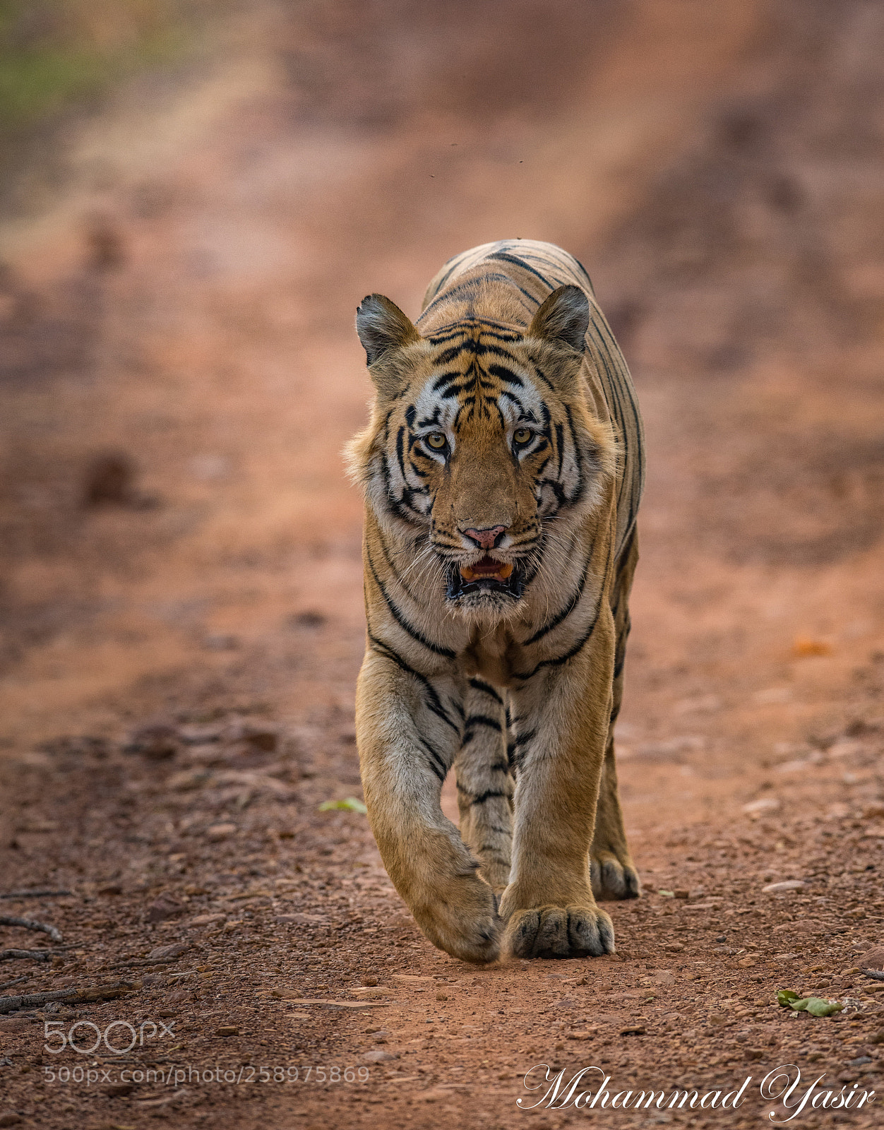 Nikon D850 sample photo. Tiger head on photography