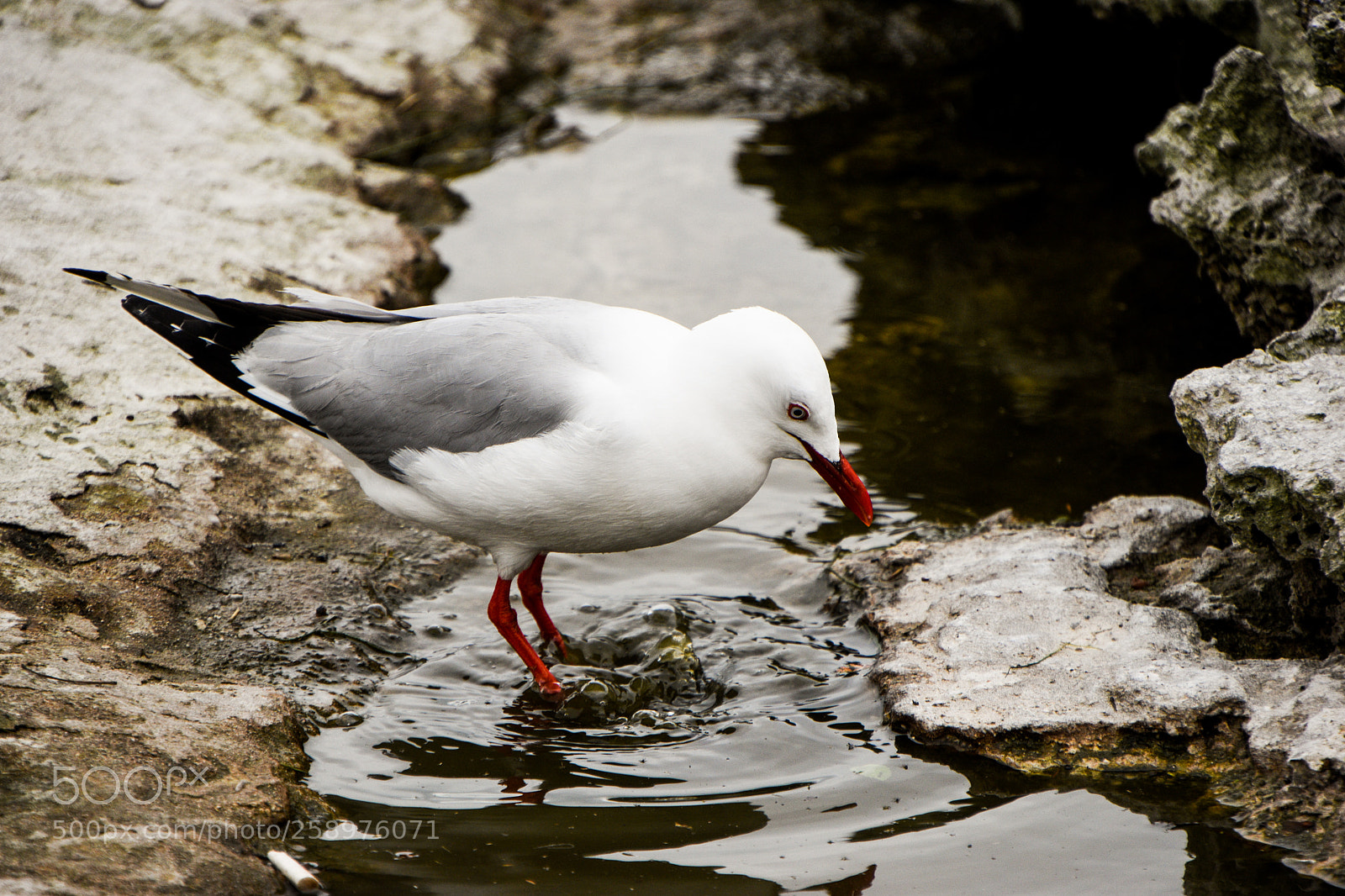 Nikon D5600 sample photo. Dancing seagull photography