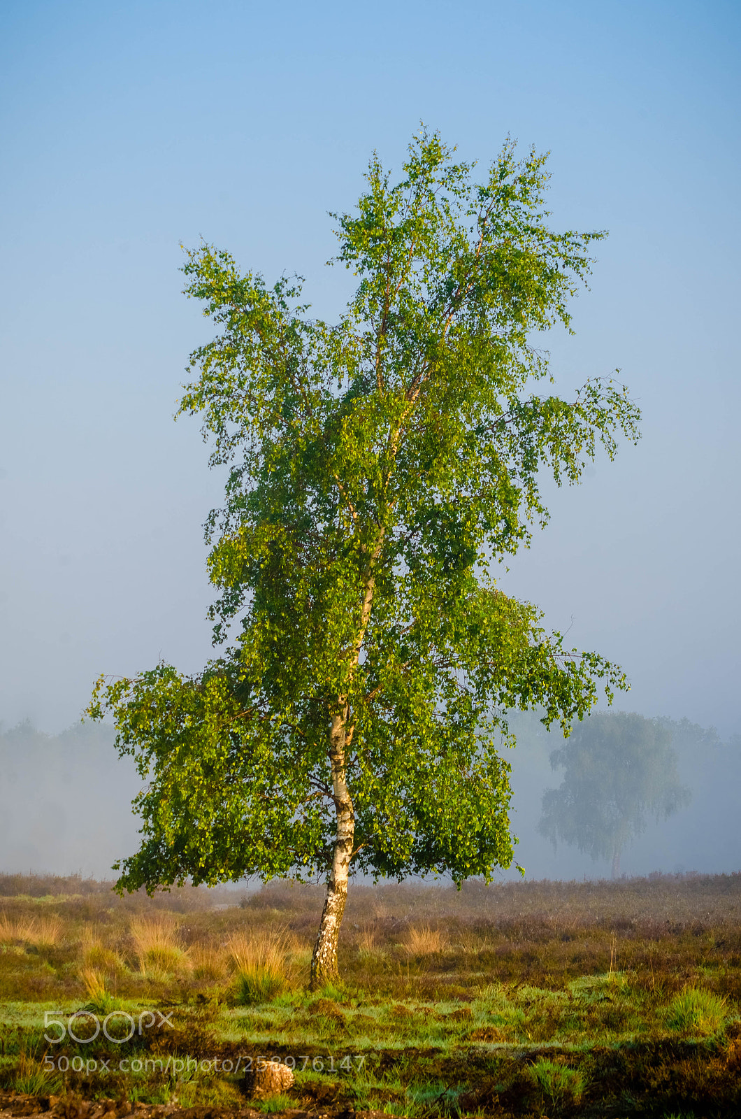 Nikon D7000 sample photo. Birch tree photography