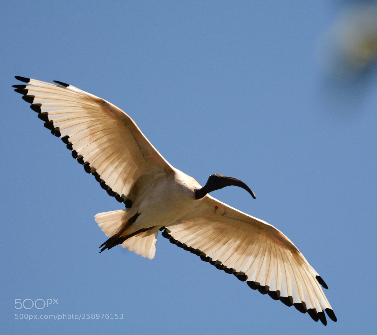 Nikon D7100 sample photo. Sacred ibis photography
