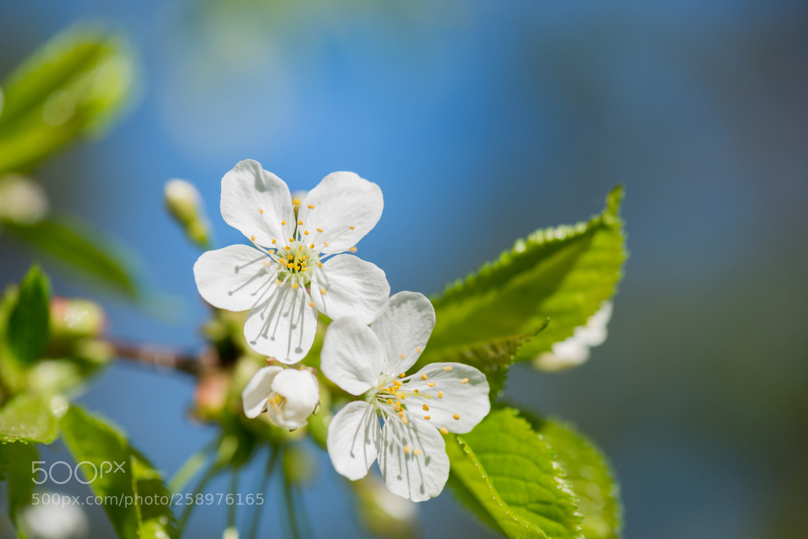 Nikon D610 sample photo. Macro shot of blooming photography