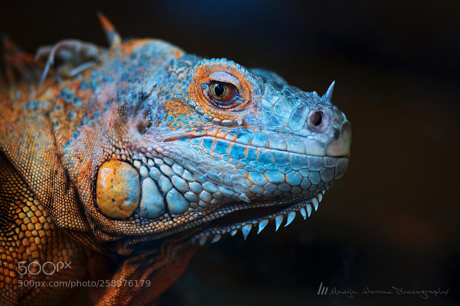 Nikon D610 sample photo. Dragon's eye photography