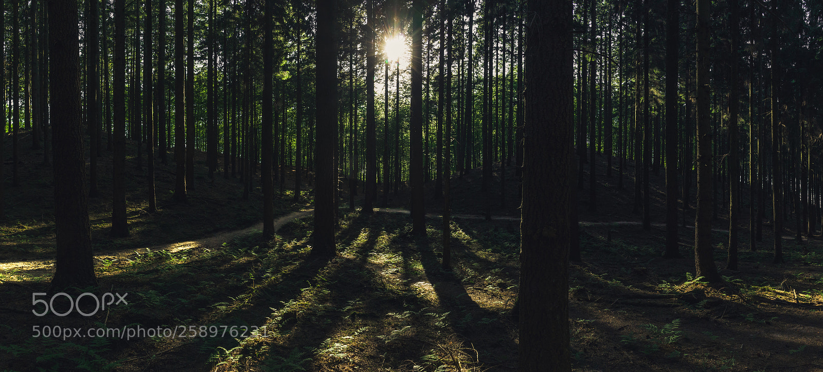 Canon EOS 7D sample photo. .evening sun photography