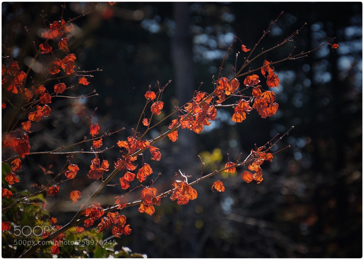 Sony Alpha NEX-6 sample photo. Untitled photography