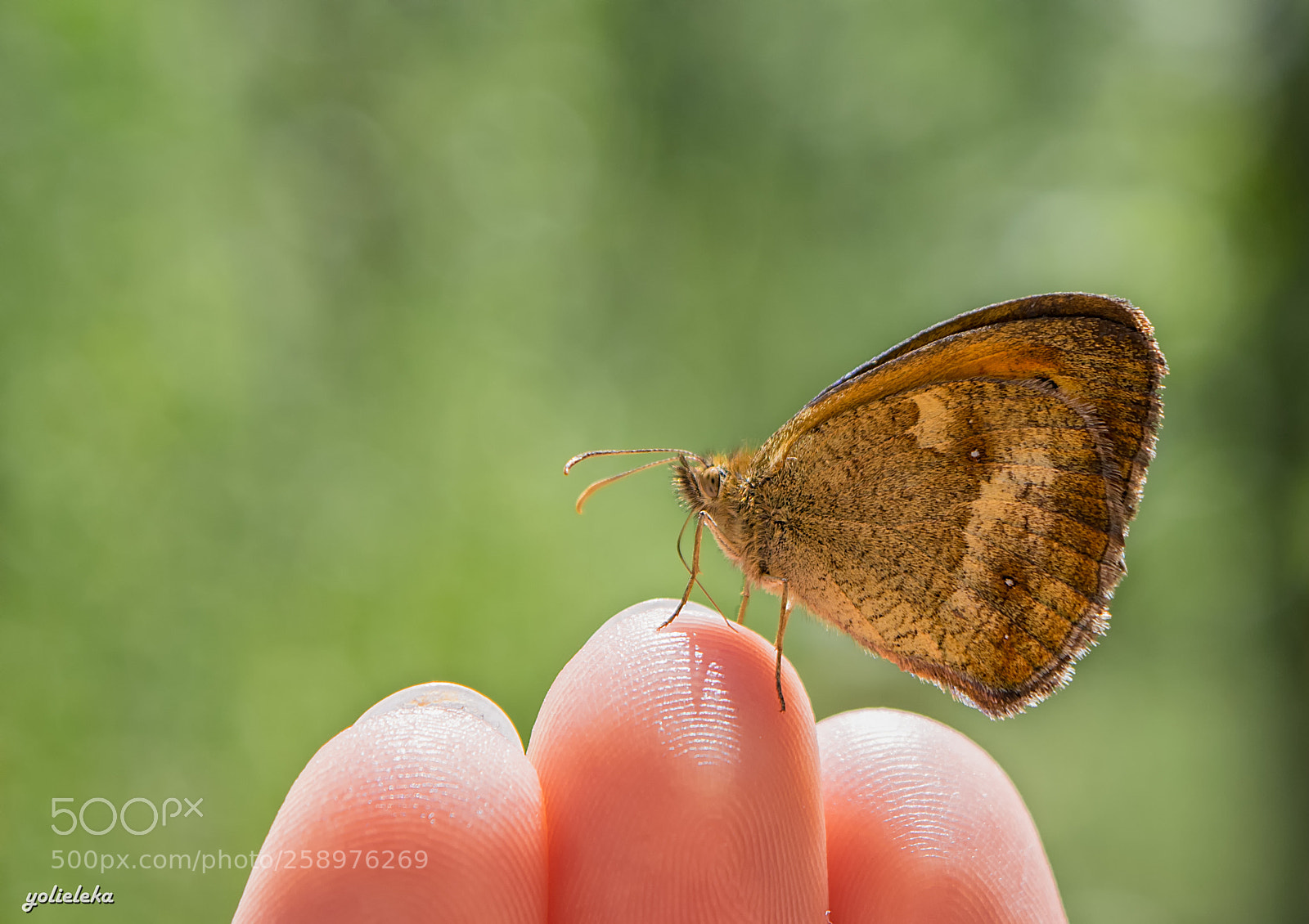 Nikon D5300 sample photo. Tiny friendship photography