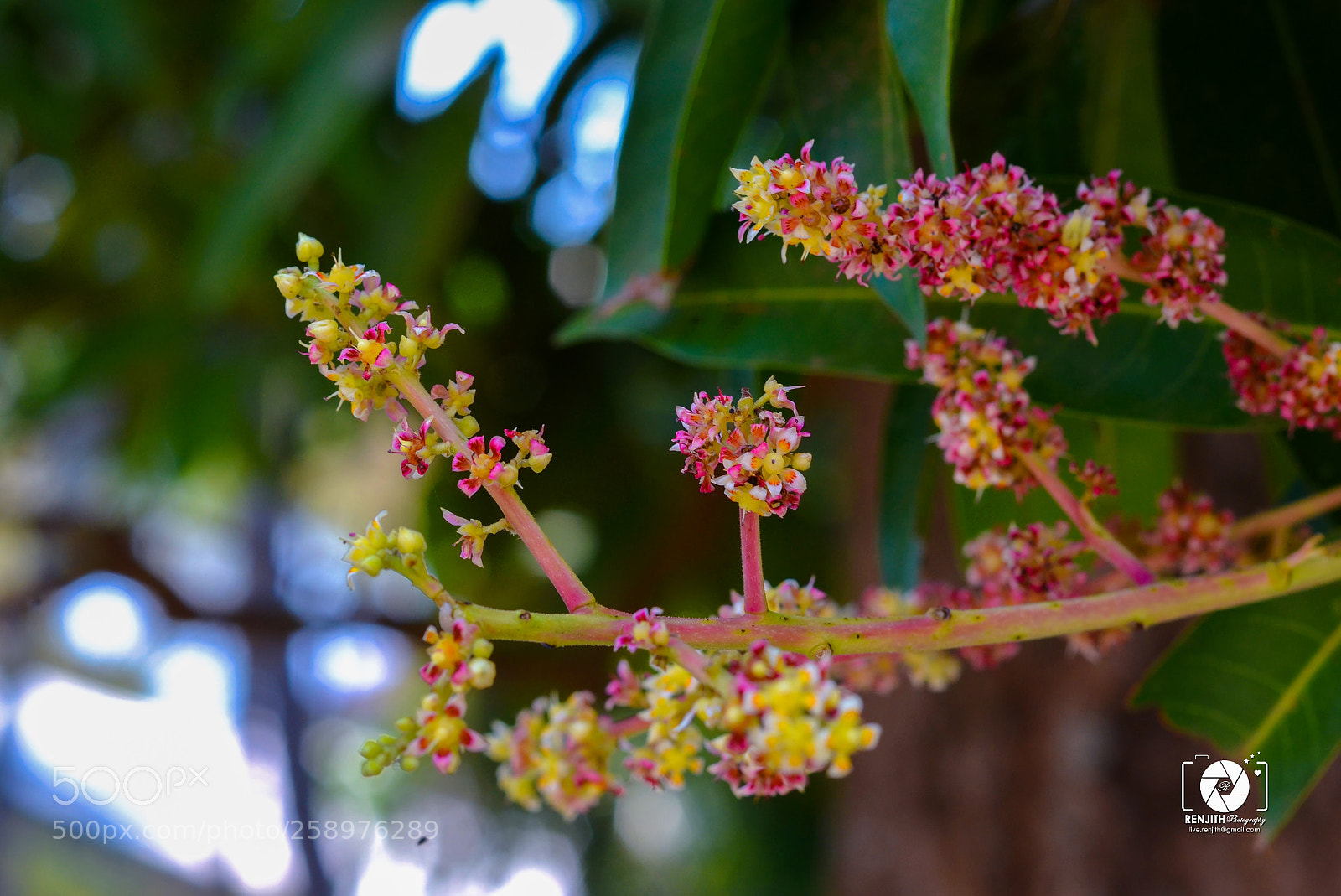 Nikon D5100 sample photo. Sweet bloom photography