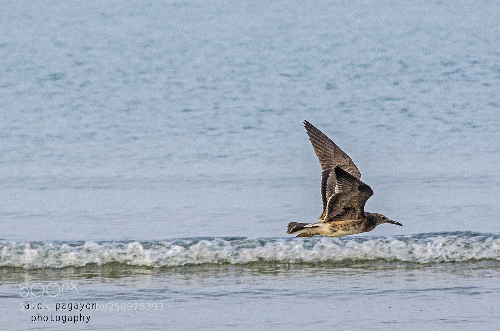Nikon D7000 sample photo. Bird and sea photography