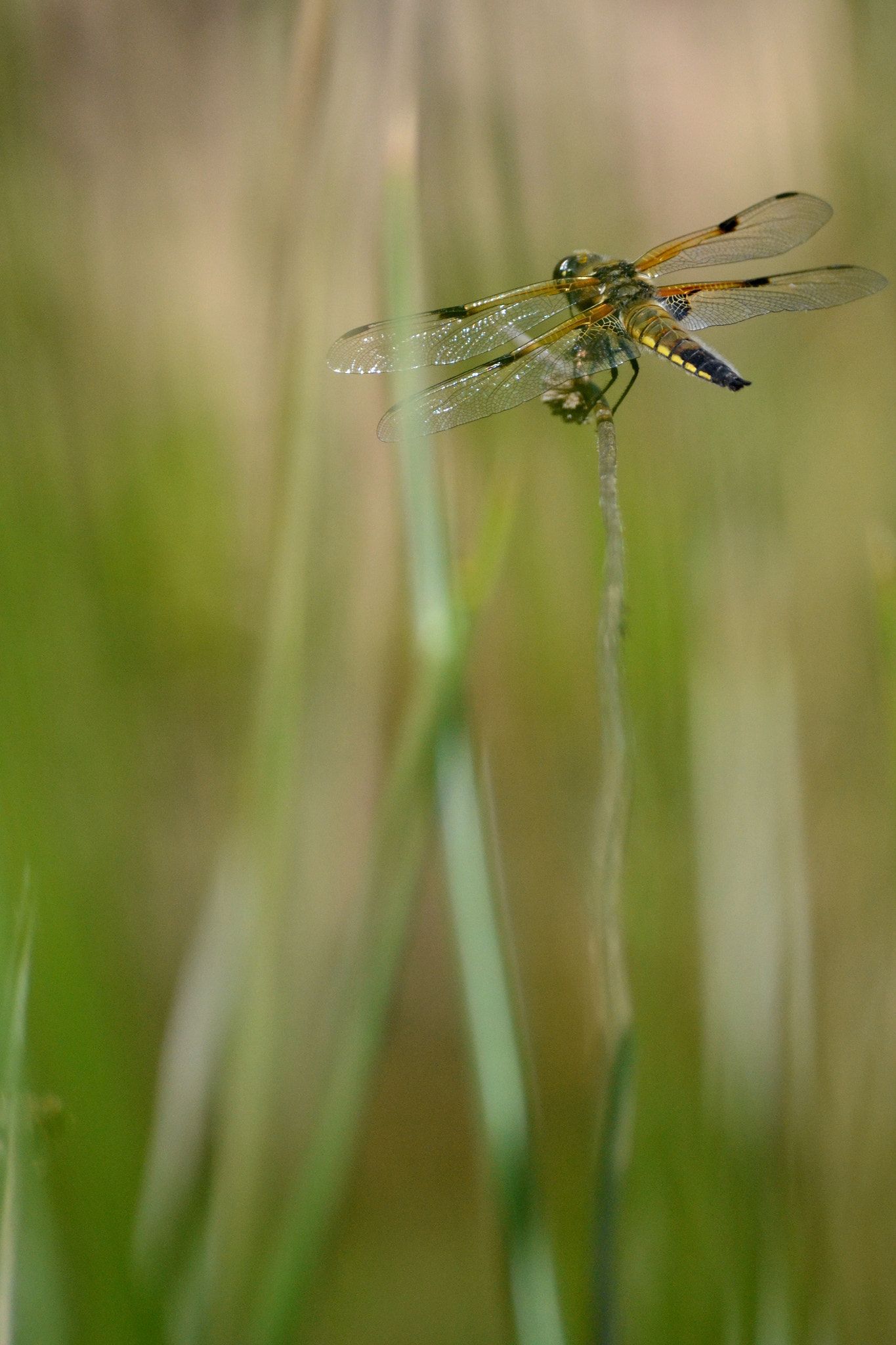 Nikon D3100 sample photo. Libellule déprimée photography